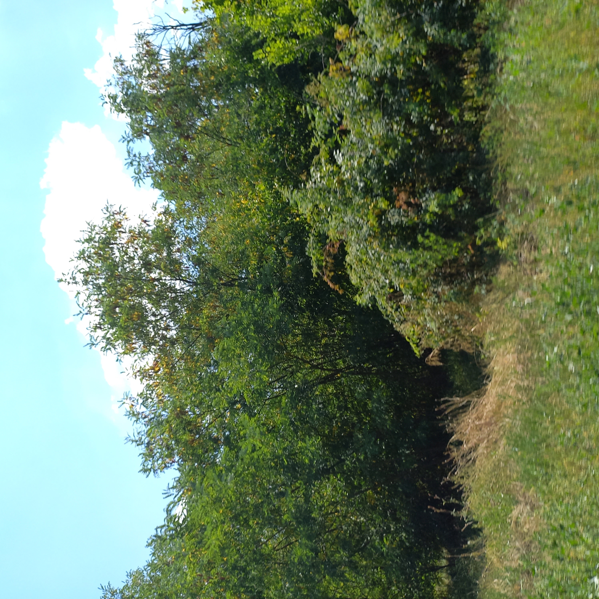 The image depicts a lush green forest on a sunny day with a bright blue sky and scattered white clouds. The foreground features tall, dry grass mixed with greener vegetation, suggesting a slightly overgrown area. Behind the grass, a dense wall of trees with varying shades of green foliage dominates the scene. Some trees are taller and more mature, while others appear to be younger growth. The sunlight filters through the leaves, creating highlights and shadows, adding depth to the forest. The overall impression is one of natural, uncultivated wilderness, typical of the outskirts or less developed areas of Kropyvnytskyi, Ukraine, possibly near a park or a protected natural reserve. There are no people or man-made structures visible in the frame.