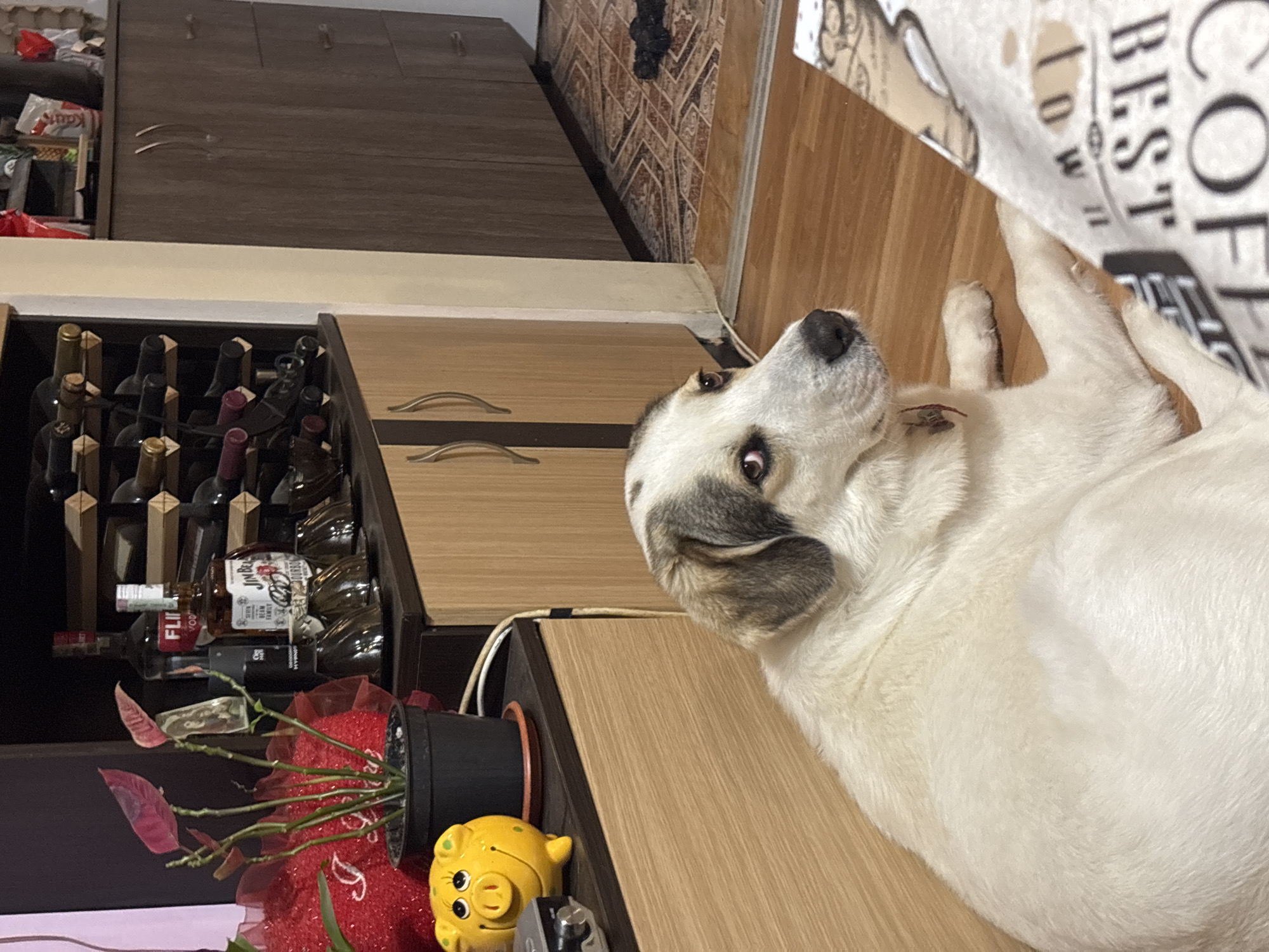 A medium-angle shot depicts a white and grey dog lying on a wooden floor, partially obscured by a "BEST COFFEE IN TOWN" patterned blanket. The dog is positioned near a cabinet with drawers and an open section containing bottles of alcohol. A potted plant with red floral decorations and a yellow piggy bank are also visible in front of the cabinet. The location cannot be verified to be Asenovgrad, Bulgaria without additional information.