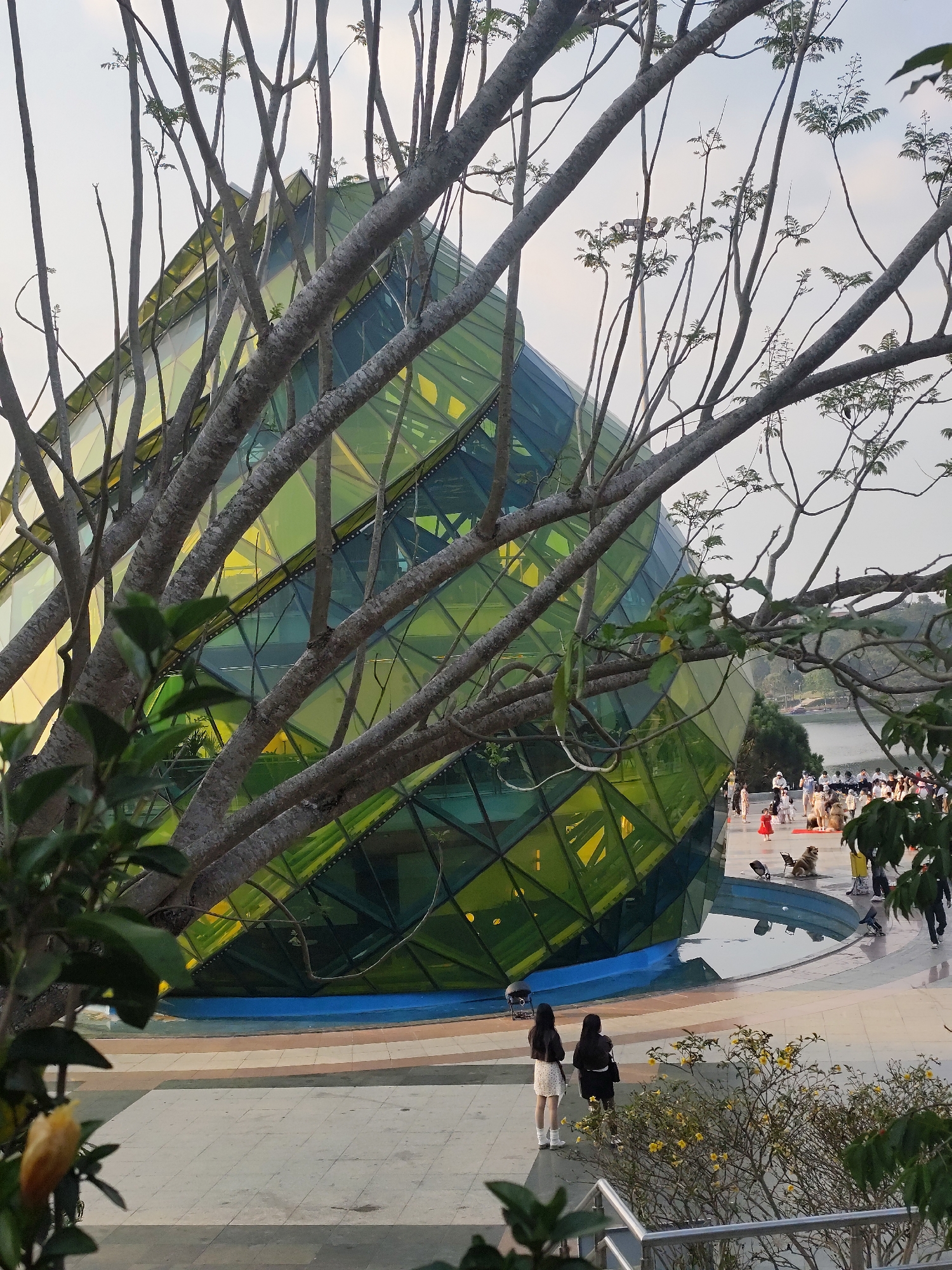 The image depicts the Da Lat Flower Garden Glass House, located adjacent to Xuan Huong Lake in Da Lat, Vietnam. The central feature is a large, multi-faceted, geodesic-style structure composed of predominantly green and yellow glass panels, with some blue tints, sitting on a circular blue base surrounded by a shallow water feature.
In the immediate foreground, the bare, light grey-barked branches of a large tree, displaying nascent green foliage, diagonally traverse the upper and mid-left portions of the frame, partially obscuring the glass structure. Below these branches, in the lower right, are green bushes with small yellow flowers and a silver metal railing.
On a grey tiled plaza in front of the glass house, two women are observed from behind in the lower left, facing towards the building. One wears a white skirt and dark top, the other a dark jacket and trousers. Further back, a crowd of approximately 20-30 individuals, including children, are gathered near the base of the glass house and the shallow pool. One child in a red dress is prominent. A large, light-colored, fluffy dog is seated on the pavement near a black stroller. Several individuals in the crowd wear white face masks.
In the background, beyond the plaza and crowd, a calm body of water identified as Xuan Huong Lake is visible on the right, bordered by a distant treeline and faint green hills under a pale, overcast sky. The overall lighting is diffuse.