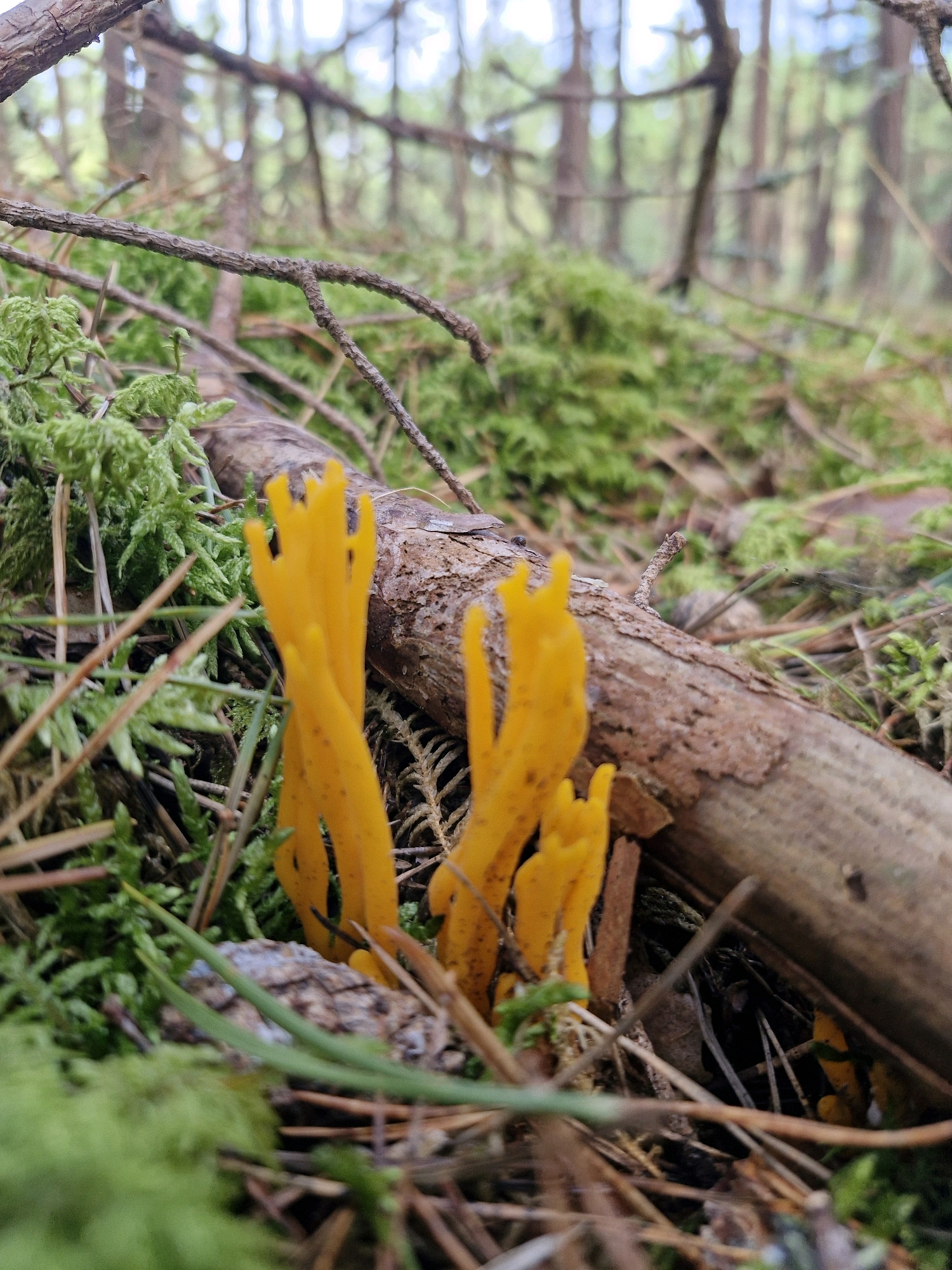 This image captures a close-up, low-angle view of a forest floor in Neringa, Lithuania. The scene is dominated by vibrant yellow, finger-like fungi, likely belonging to the *Clavaria* genus, growing amongst lush green moss and dry pine needles. A weathered, fallen branch lies horizontally across the frame, partially obscuring the fungi. In the background, the blurred silhouettes of pine trees suggest a typical coastal forest environment characteristic of Neringa. The lighting indicates it is daytime, likely overcast, given the soft illumination and absence of strong shadows. There are no people or animals visible in the image.
