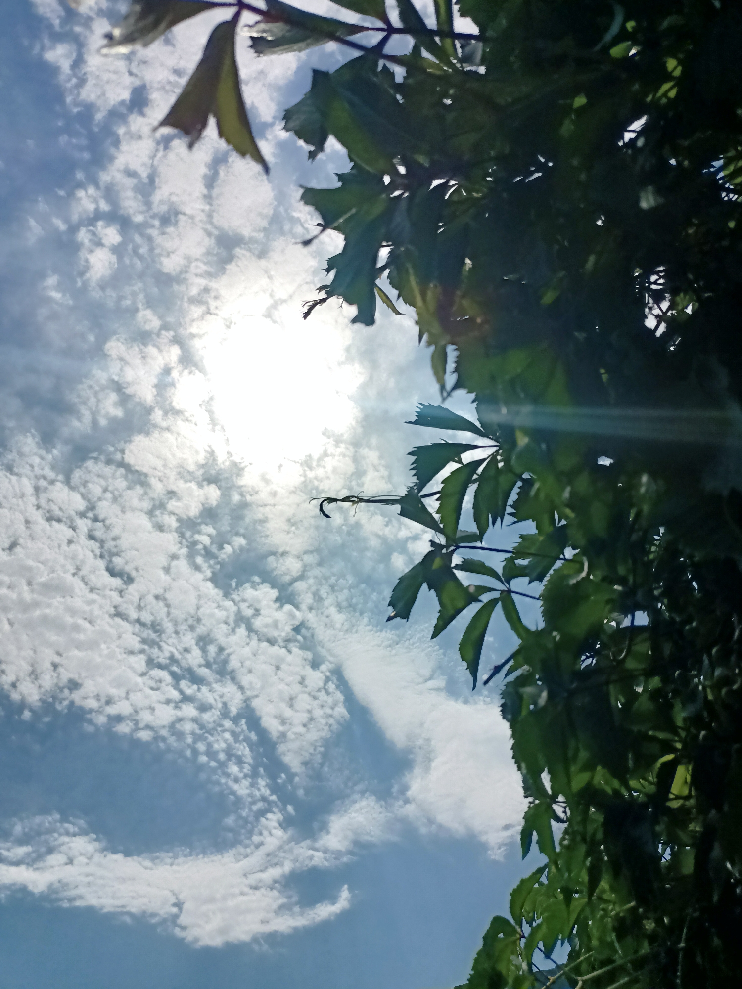 The image shows a low-angle shot looking up at a bright sky with scattered white clouds, partially obscured by the dark green leaves and branches of a vine. The sun is a brilliant, overexposed orb in the upper left quadrant, casting light rays. The vine appears to be growing on an unseen structure, its leaves are deeply lobed and serrated. The image was taken outdoors, likely in Almaty, Kazakhstan, given the clear sky and presence of foliage. No people or animals are visible in the frame. The scene captures a sunny day with the sun's glare creating a lens flare effect.