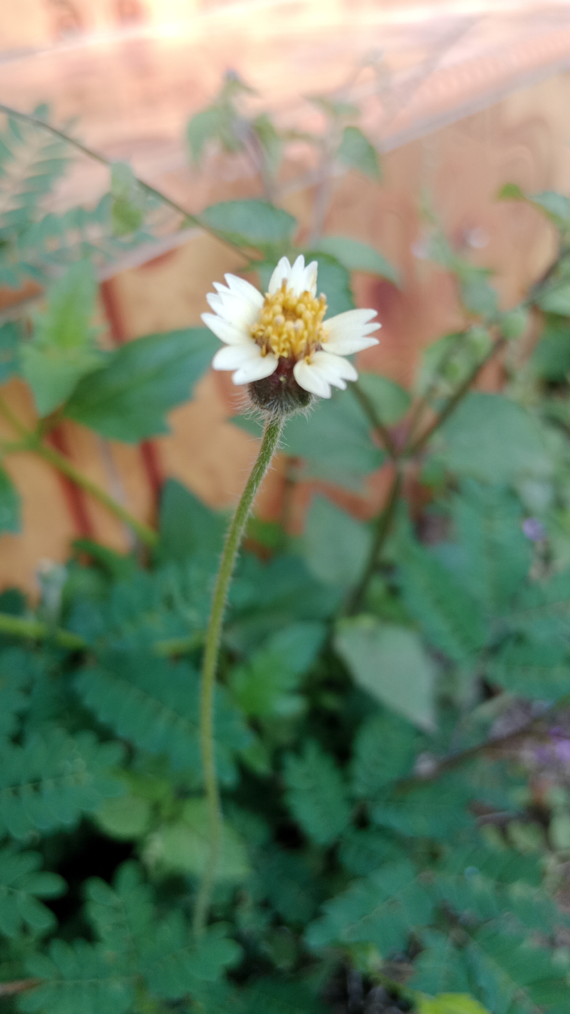 The image shows a close-up of a single white flower with a yellow center, growing on a thin, fuzzy green stem. The flower has delicate white petals and a textured yellow disc in the middle. The background is blurred, with out-of-focus green leaves and a warm, reddish-orange textured surface that could be a wall or a building. The overall impression is of a natural, outdoor setting, likely in a garden or overgrown area. The specific location of Srono, Indonesia, is not visually apparent in the image itself, as there are no discernible landmarks or indicators of that particular place.