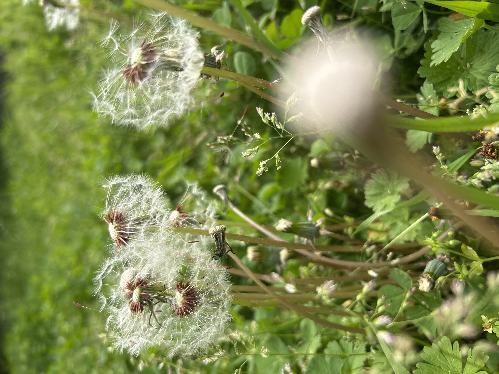 The image shows a close-up of several dandelions gone to seed amidst green foliage. The location is not identifiable as being in Plovdiv, Bulgaria based on the visual information provided. The foreground features several dandelion seed heads, with their white, filamentous structures fully exposed. Some dandelion stalks are visible among the greenery. The background is a mix of various green plants and grasses, creating a natural, slightly overgrown environment. The lighting is bright, but there's a significant flare or blur affecting the upper right portion of the frame. There are no people visible in the image.