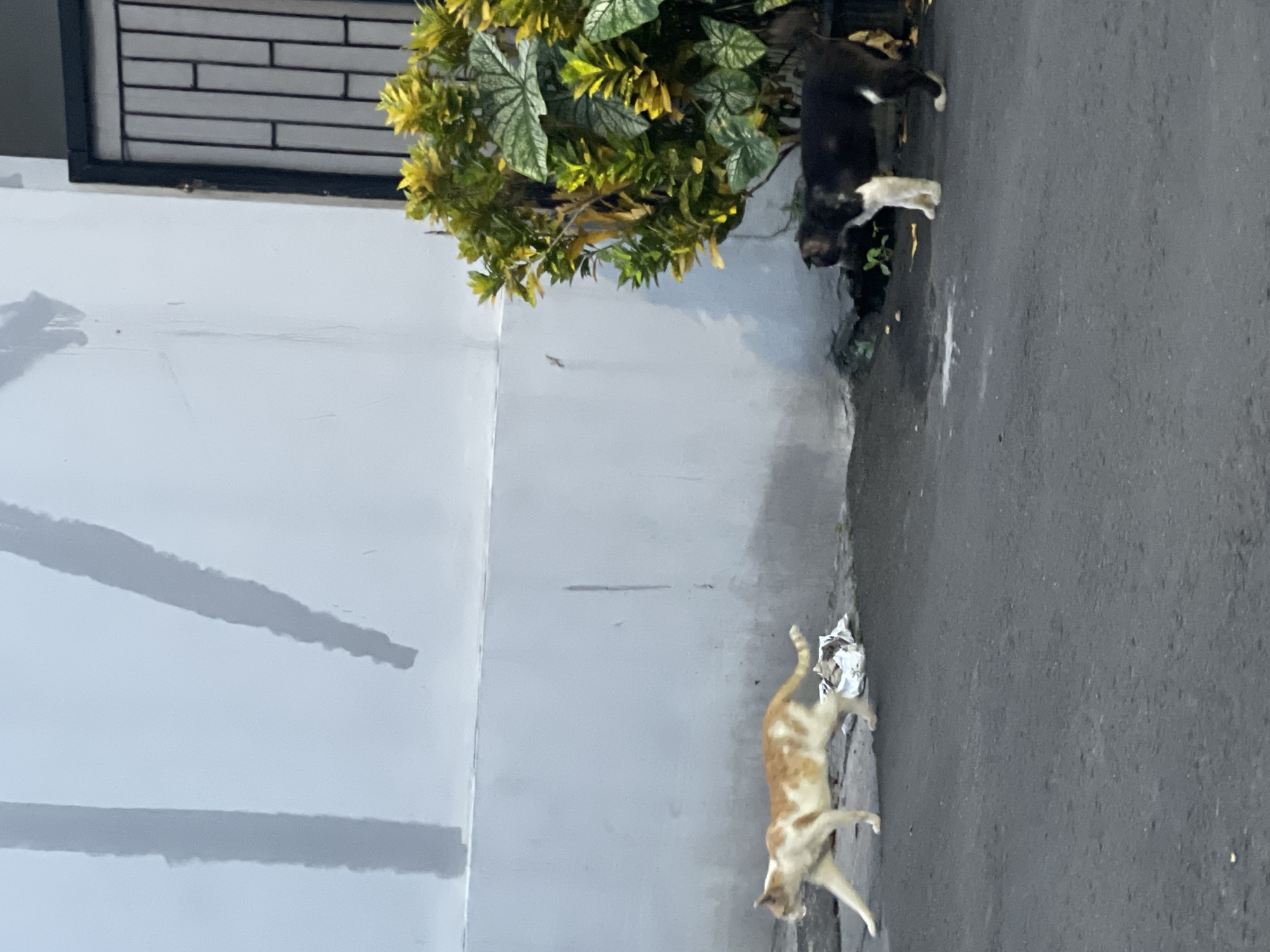 In North Jakarta, Indonesia, a photograph captures a street-side scene. A light-colored wall with a barred window and shadow patterns dominates the left side. Near the wall, a green bush is positioned, partially obscuring a black-and-white cat. On the adjacent asphalt road, an orange tabby cat is observed interacting with a piece of trash.