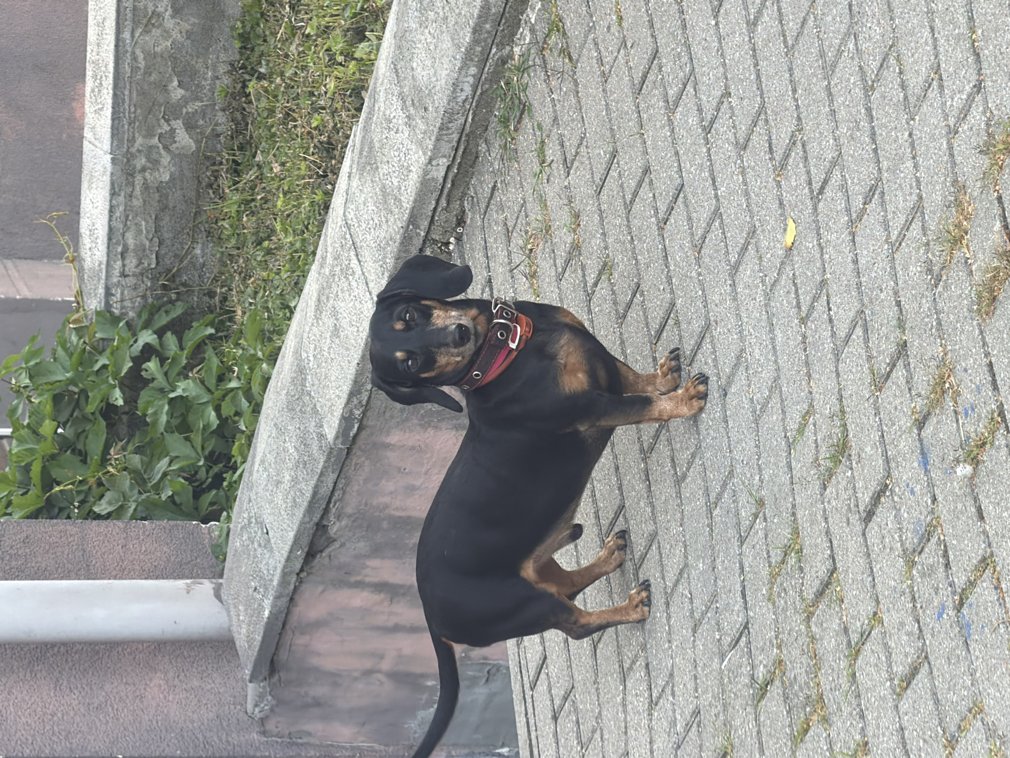 A black and tan dachshund is standing on a patterned concrete sidewalk. The dog is facing the camera, and its body is angled to the left. It has a red collar with silver studs and a buckle. Behind the dog, there is a low, grey concrete ledge with some green foliage growing over it and behind that, a textured wall with a light-colored pipe running vertically along it. The sidewalk is made of interlocking rectangular concrete pavers. The scene appears to be outdoors, possibly in a residential area or park.