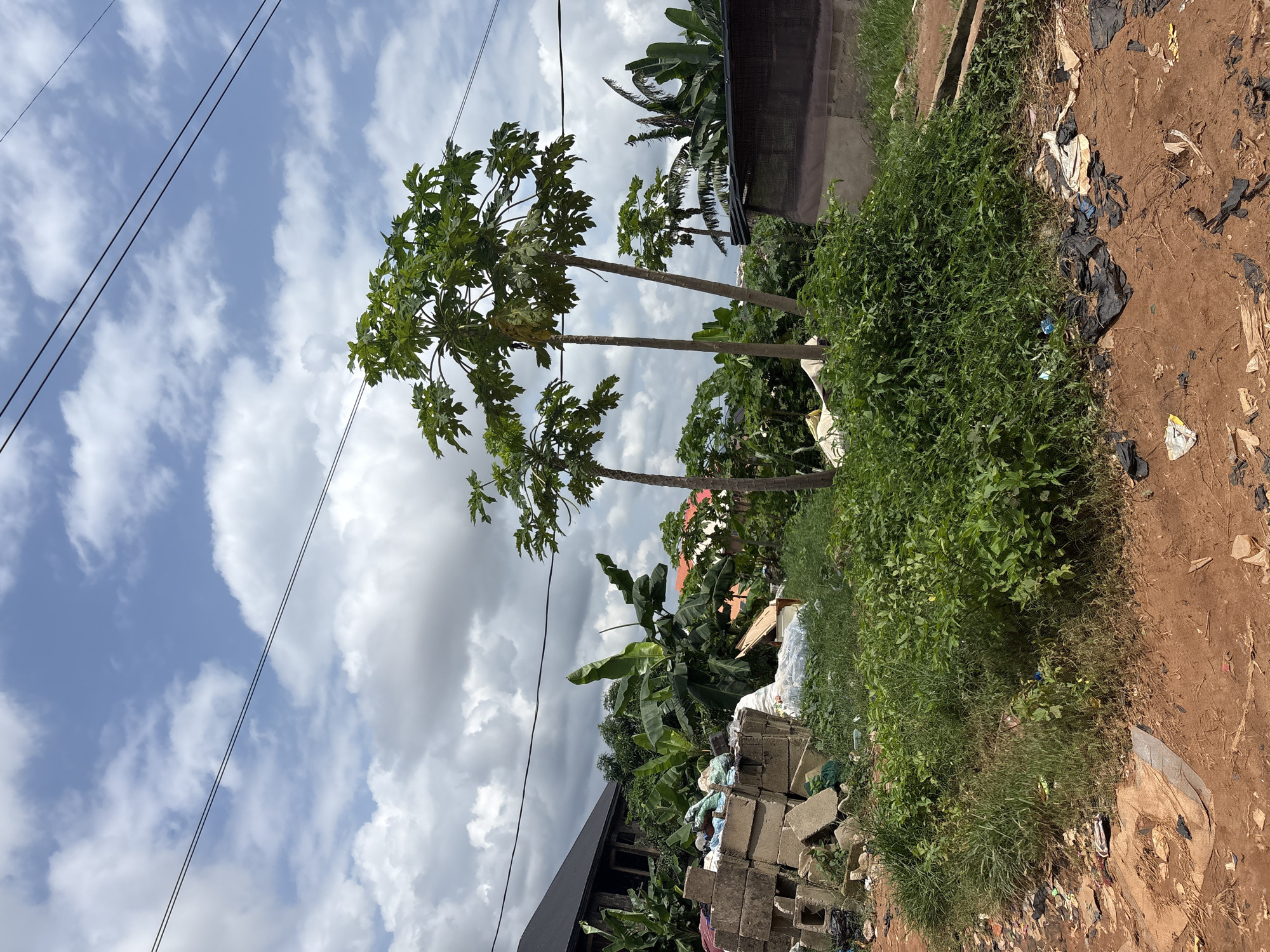 The image depicts an outdoor scene in Nkpor, Nigeria. In the foreground, a patch of red earth is littered with various debris, including plastic bags, crumpled paper, and a piece of cardboard. A dense growth of green vegetation, a mix of grasses and small leafy plants, occupies the middle ground, with some of the vegetation appearing dry and brownish.
Several papaya trees with distinctive palm-like trunks and large, lobed leaves are the dominant features of the vegetated area. Behind the trees, a pile of grey concrete blocks is stacked to the left, suggesting construction materials or building remnants. Interspersed with the blocks are white plastic bags and other assorted refuse. Beyond this pile, a dark-colored building with a sloped roof is partially visible, surrounded by lush green banana trees with their characteristic large leaves. Further in the background, more greenery and the roofs of other buildings are visible. The sky above is a mix of blue with scattered white and grey clouds. Two parallel black electrical wires stretch across the upper portion of the frame.