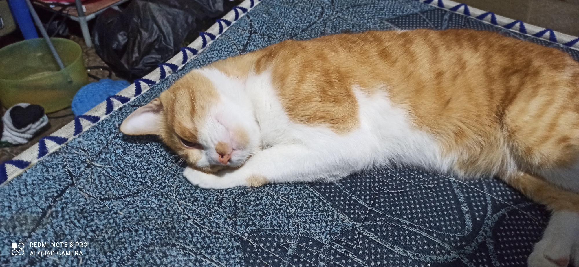 An orange and white tabby cat is sleeping on a blue patterned blanket. The cat is lying on its side with its eyes closed and its head resting on its paws. The blanket has a white and blue striped border. In the background, there are various objects including a green bucket, a blue ball, and a black plastic bag. The scene appears to be indoors. The timestamp in the bottom left corner indicates the image was taken with a "REDMI NOTE 8 PRO AI QUAD CAMERA." The image does not provide any information about the specific location in Sedati Agung, Indonesia.