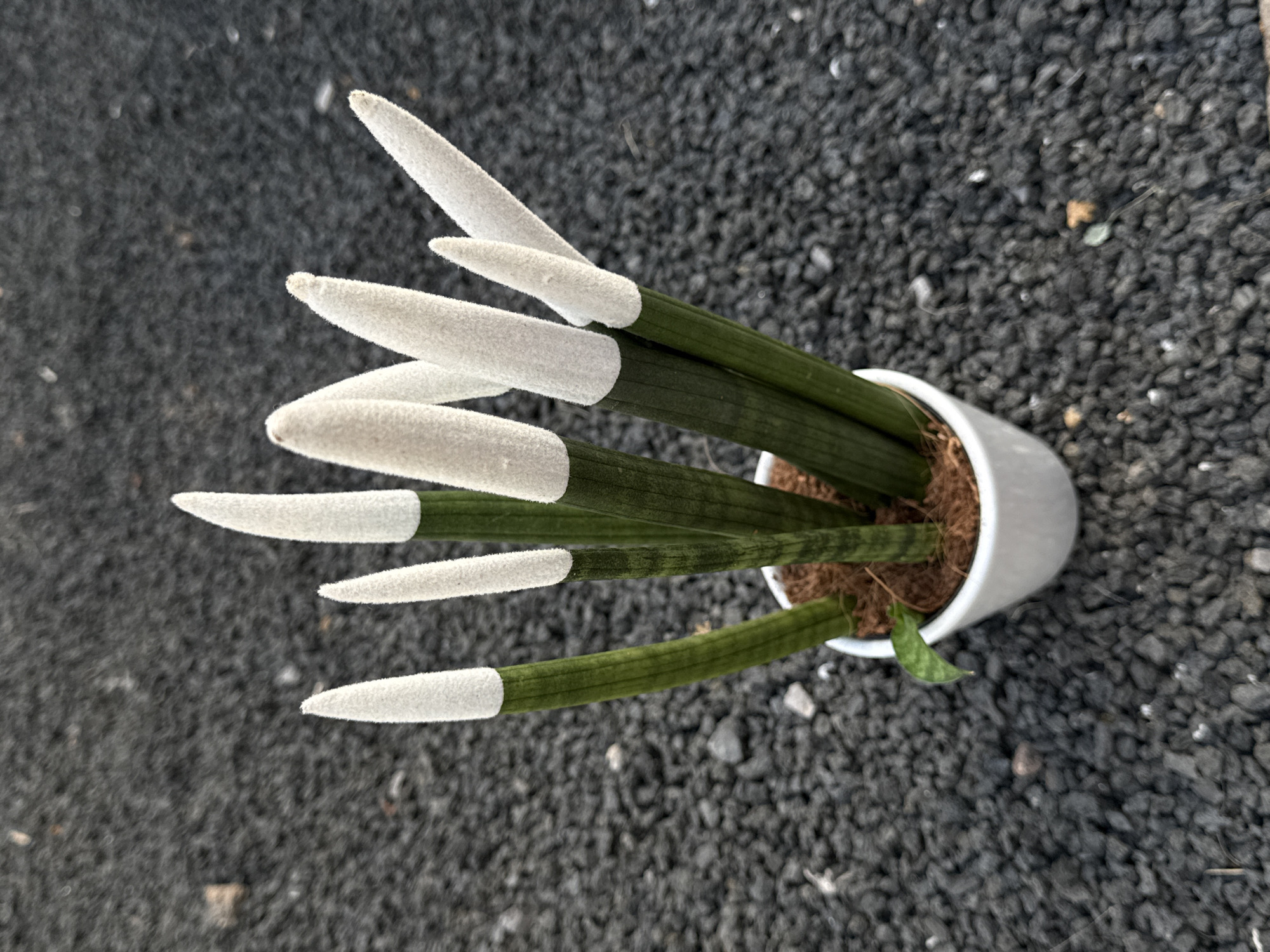 The image depicts a potted plant with green, cylindrical leaves topped with white, fuzzy material, situated on a surface of small, dark gray gravel. The pot is white and appears to be made of ceramic or plastic. A small, green leaf is visible near the base of the plant inside the pot. The location is likely outdoors, given the gravel surface. Although the city of Yaiza, Spain, is specified, there are no elements in the image to definitively confirm the location.