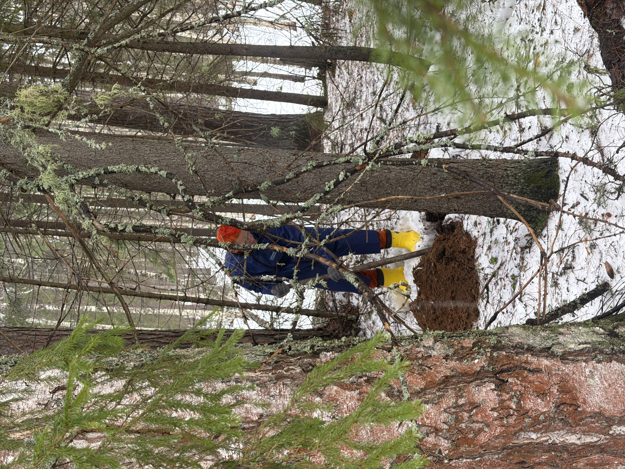 A person wearing an orange hat, blue jacket, and yellow boots is digging in the snow-covered ground within a wooded area. The area has numerous trees, some with visible moss on their branches. The environment suggests a rural or forested location, with snow indicating a cold climate. The scene depicts an individual engaged in outdoor activity, likely digging or exploring the ground. The image was taken in the city of Chaikovsky, Russia.