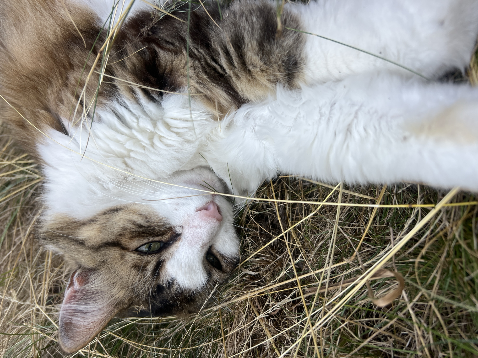 A long-haired cat with brown and white fur is lying in dry grass. The cat's eyes are open and green. Its nose is pink. The cat is curled up, with its paws crossed in front of it. The grass is a mix of dry, yellow stalks and some green blades. The lighting suggests it is daytime, with soft shadows. There is no indication of the location being in Fontanka, Ukraine.