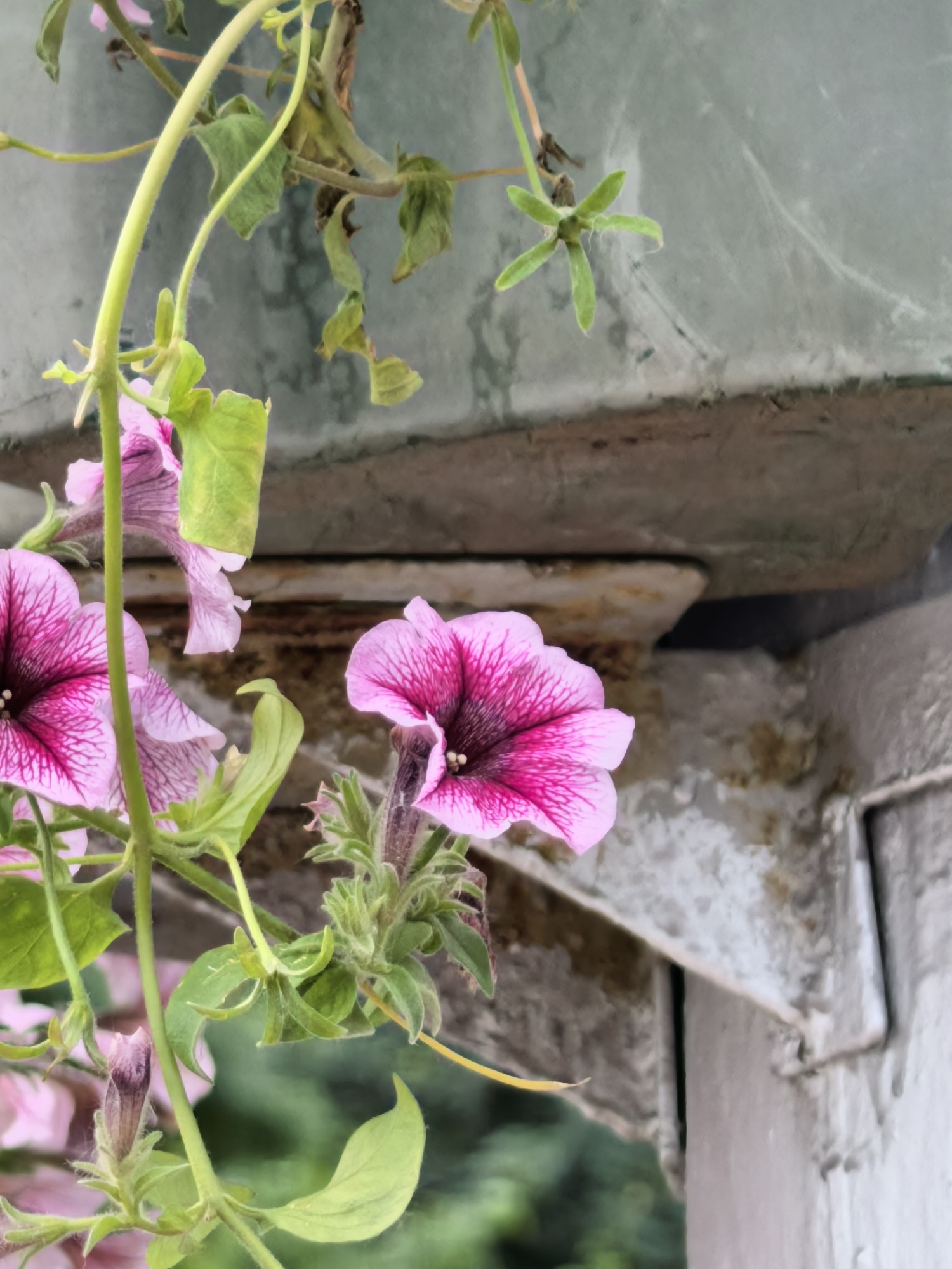 This image captures a close-up, eye-level perspective of vibrant pink and dark purple *Petunia* flowers. Several blossoms are in full bloom, showcasing detailed veining that radiates from a dark, almost black, central throat. The petals are a bright pink at their edges, transitioning to a deeper magenta towards the center. Unopened buds and green leaves are also visible on the plant's stems, some stems exhibiting slight wilting or browning.
The flowers are positioned in the foreground and mid-ground, with a shallow depth of field rendering the background somewhat blurred. The immediate background features architectural elements: a light grey, textured surface occupying the upper right quadrant, possibly concrete or a painted wall, showing faint linear patterns that could indicate wear, dirt, or cobwebs. Below this, a section of a heavier, light grey to brownish-grey structural element, possibly a metal beam or concrete support, exhibits signs of age and discoloration, including rust-like tones. Vertical dark recesses are present within this structure. A blurred green area in the lower left suggests additional foliage or an outdoor garden setting. The lighting appears to be natural and diffused. No people are present, and no actions or interactions are depicted. The scene is located in an unspecified outdoor environment in the city of Sterlitamak, Russia; specific visual identifiers for this location are not discernible in the image.