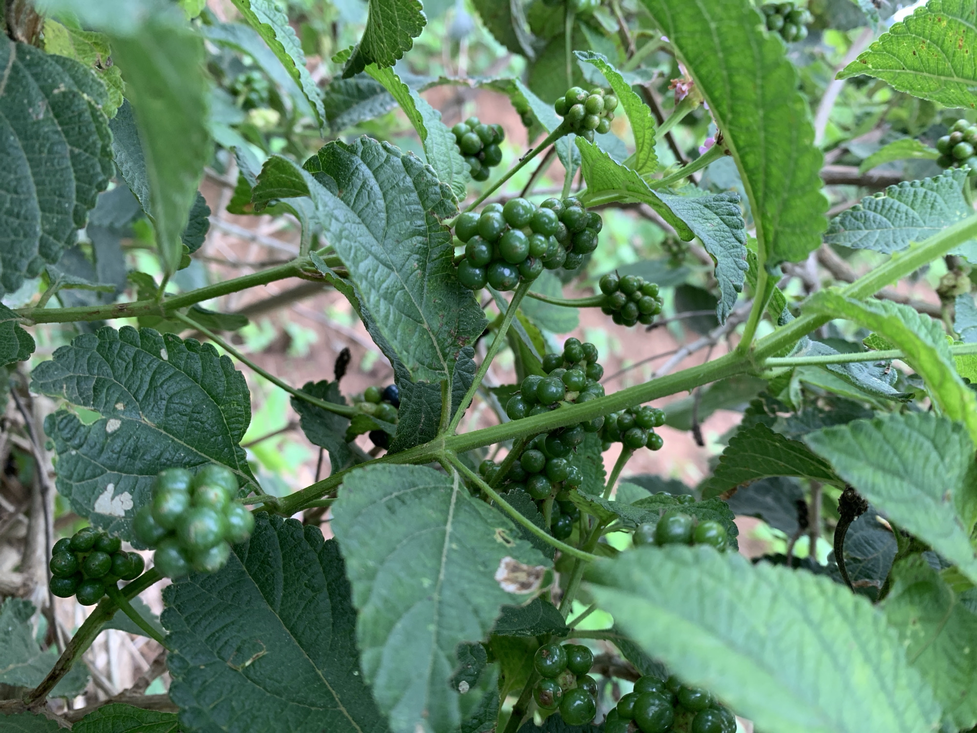 The image shows a close-up view of a lantana plant with clusters of unripe green berries and textured green leaves. The plant is in an outdoor environment, likely a garden or natural setting, with other foliage visible in the background. The lighting suggests it is daytime. There are no people or discernible human activity in the image. The scene is focused on the botanical details of the plant.
