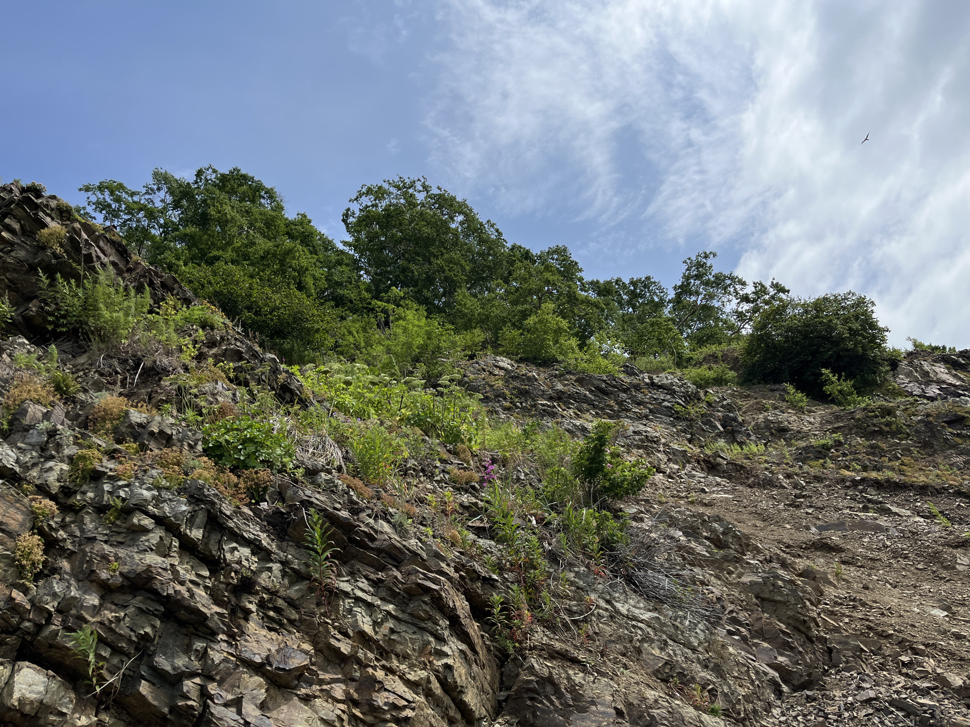 The image depicts a rocky, wooded hillside under a partly cloudy blue sky. Trees with dense green foliage form a canopy along the crest of the hill. The slope is covered in rugged, layered rock formations, interspersed with patches of green vegetation and small, scattered wildflowers. A single bird is visible in the upper right quadrant of the sky. The scene does not contain any people, animals, or man-made objects. The environment suggests a natural, possibly mountainous or hilly, area. The question of this image being taken in Petropavlovsk-Kamchatsky, Russia, is outside the scope of image analysis.