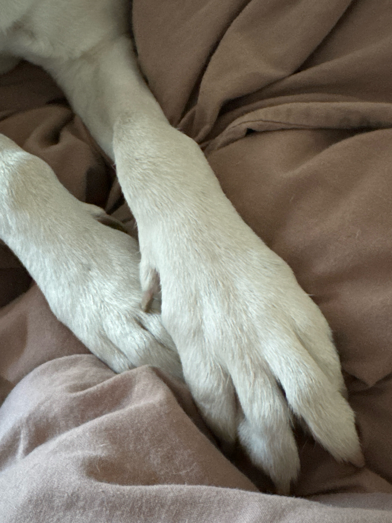 The image shows two white dog paws resting on a textured, brown fabric surface. The paws are close together, with one paw overlapping the other slightly. The fur on the paws is light-colored and appears soft. The fabric beneath is wrinkled, creating shadows and highlights. The context of the image does not provide any information about its location in Цярэшкавіцкі сельскі Савет, Belarus.