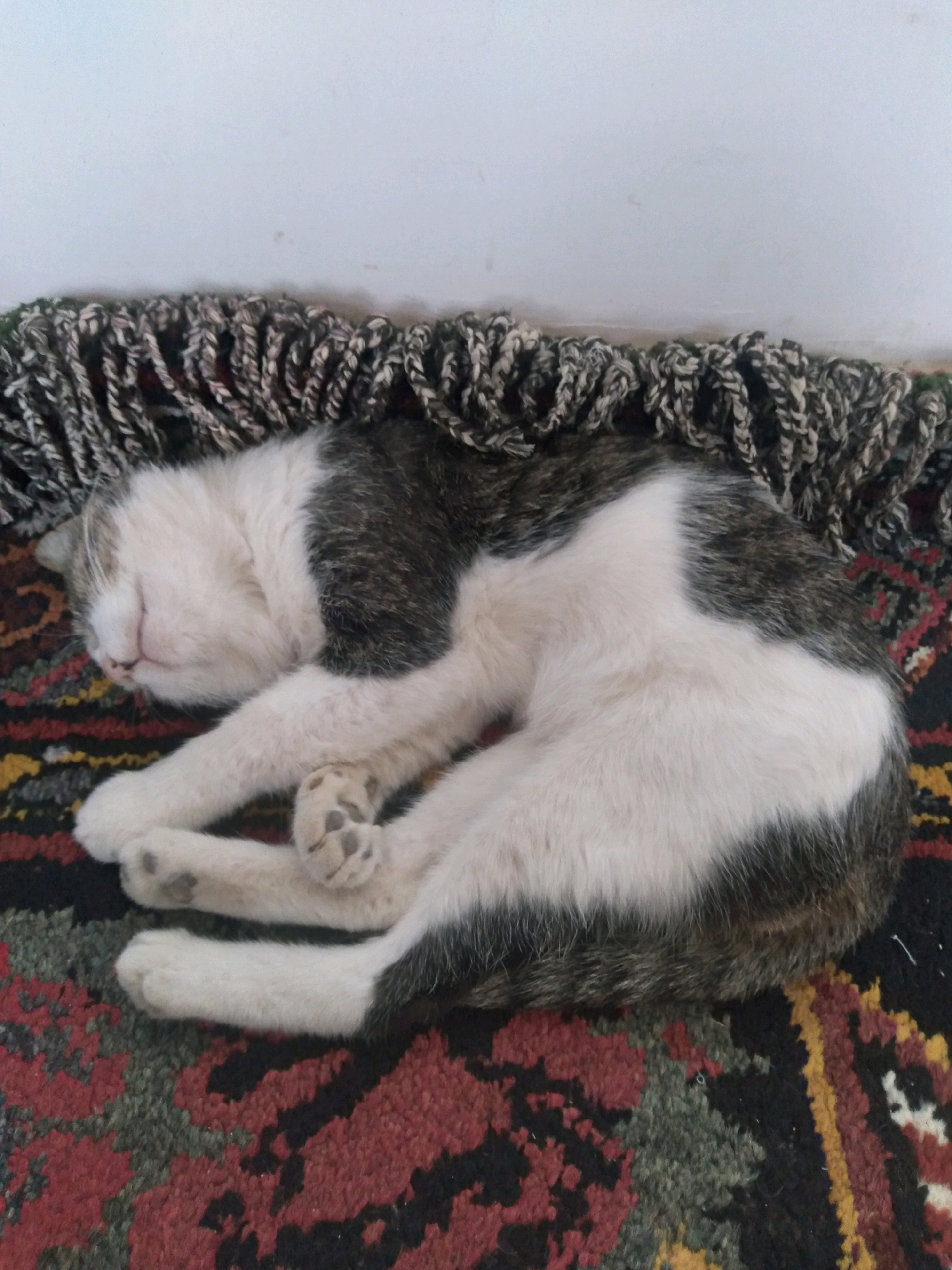 A white and grey tabby cat is sleeping curled up on a patterned rug. The cat's head is tucked in, and its paws are drawn up towards its chest. The rug has a red, black, and yellow geometric pattern. Above the rug, there is a thick, braided fringe. The background appears to be a plain, light-colored wall. The scene is indoors, with no indication of a specific city.