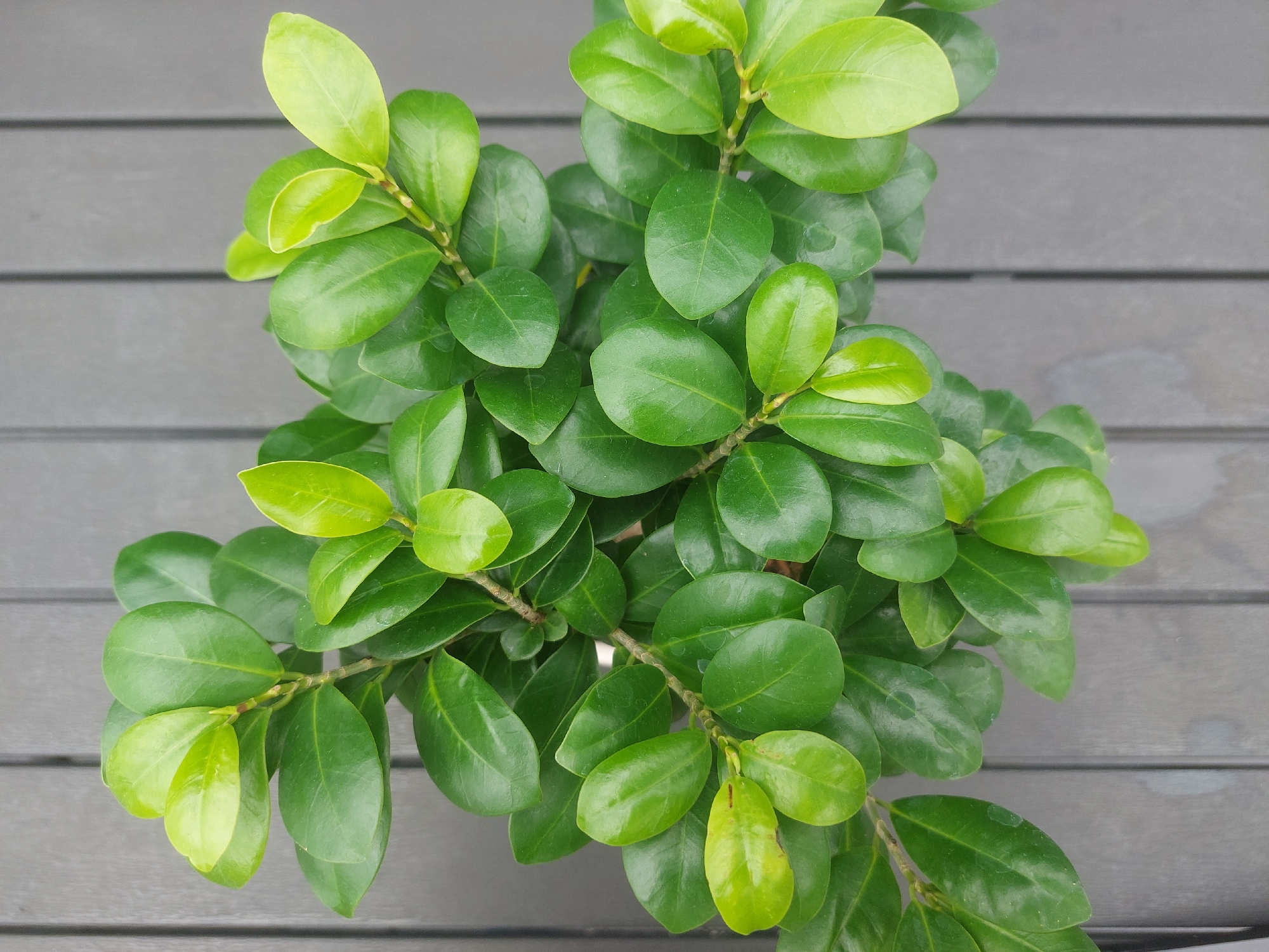 A close-up, top-down shot shows a dense arrangement of lush green leaves on a plant. The leaves are ovate, with a smooth, waxy texture and some have a lighter, yellowish-green hue, particularly at the tips, suggesting new growth. The plant's stems are visible, appearing woody and branching, supporting the abundance of foliage. The plant is set against a dark, textured background composed of vertical wooden planks. The lighting is even, highlighting the vibrant green of the leaves and creating subtle shadows. The scene is devoid of people or any visible activity. The image appears to have been taken outdoors, possibly on a patio or deck, given the wooden surface. The city of Neu Wulmstorf, Germany, is a residential area with parks and gardens, making it a plausible location for such a plant to be found.