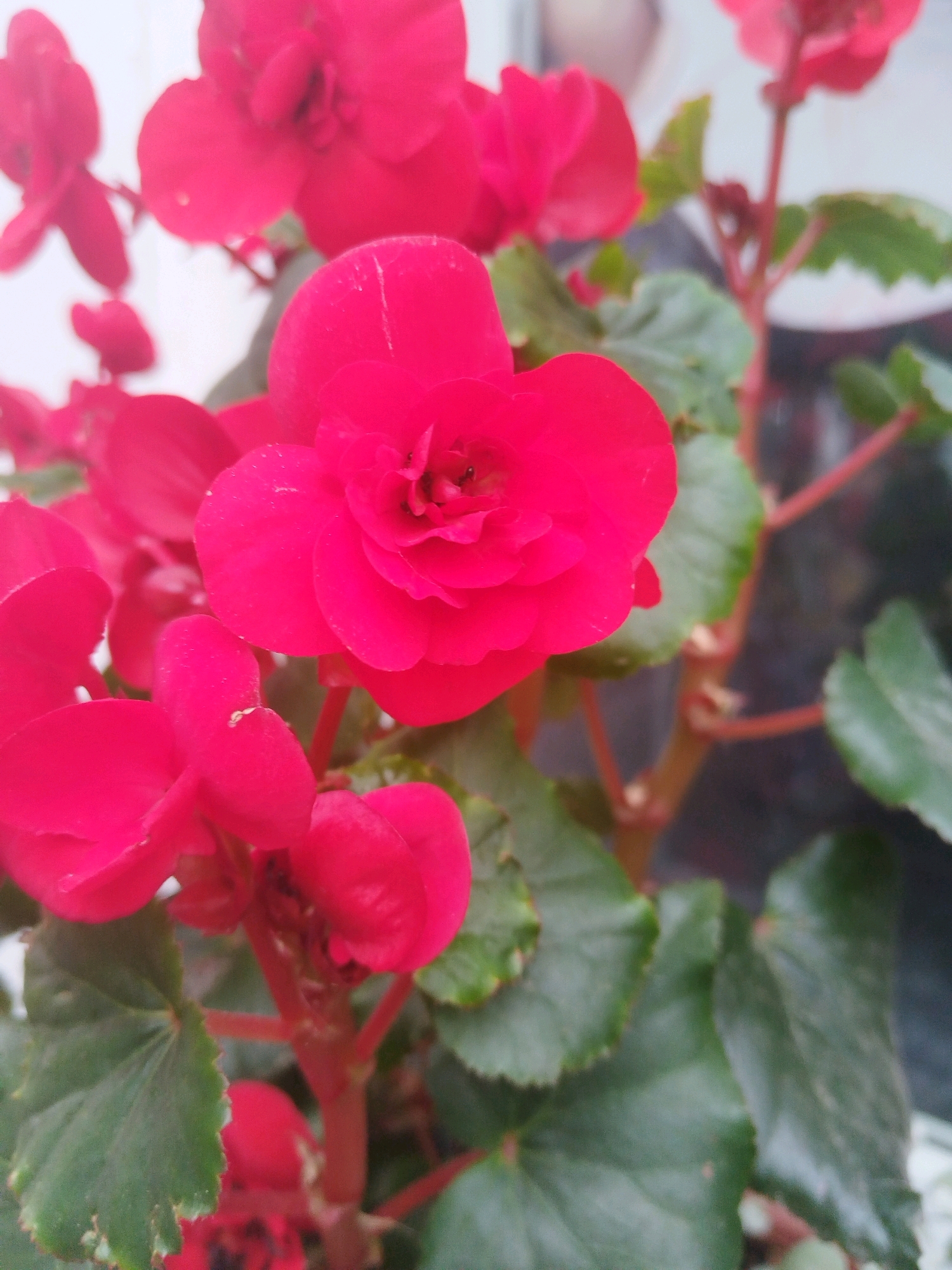 A close-up, slightly overexposed, medium-shot image captures a cluster of bright red begonia flowers and their green leaves. The flowers are the primary subject, with several in focus and others softly blurred in the background. The leaves are a deep green and appear slightly waxy. The stems are a reddish-brown. The background is indistinct, suggesting an outdoor setting, possibly a garden or balcony, with a pale wall or fence to the left and darker, out-of-focus elements to the right. There are no people or discernible environmental details that would pinpoint a specific location within Brest, Belarus.