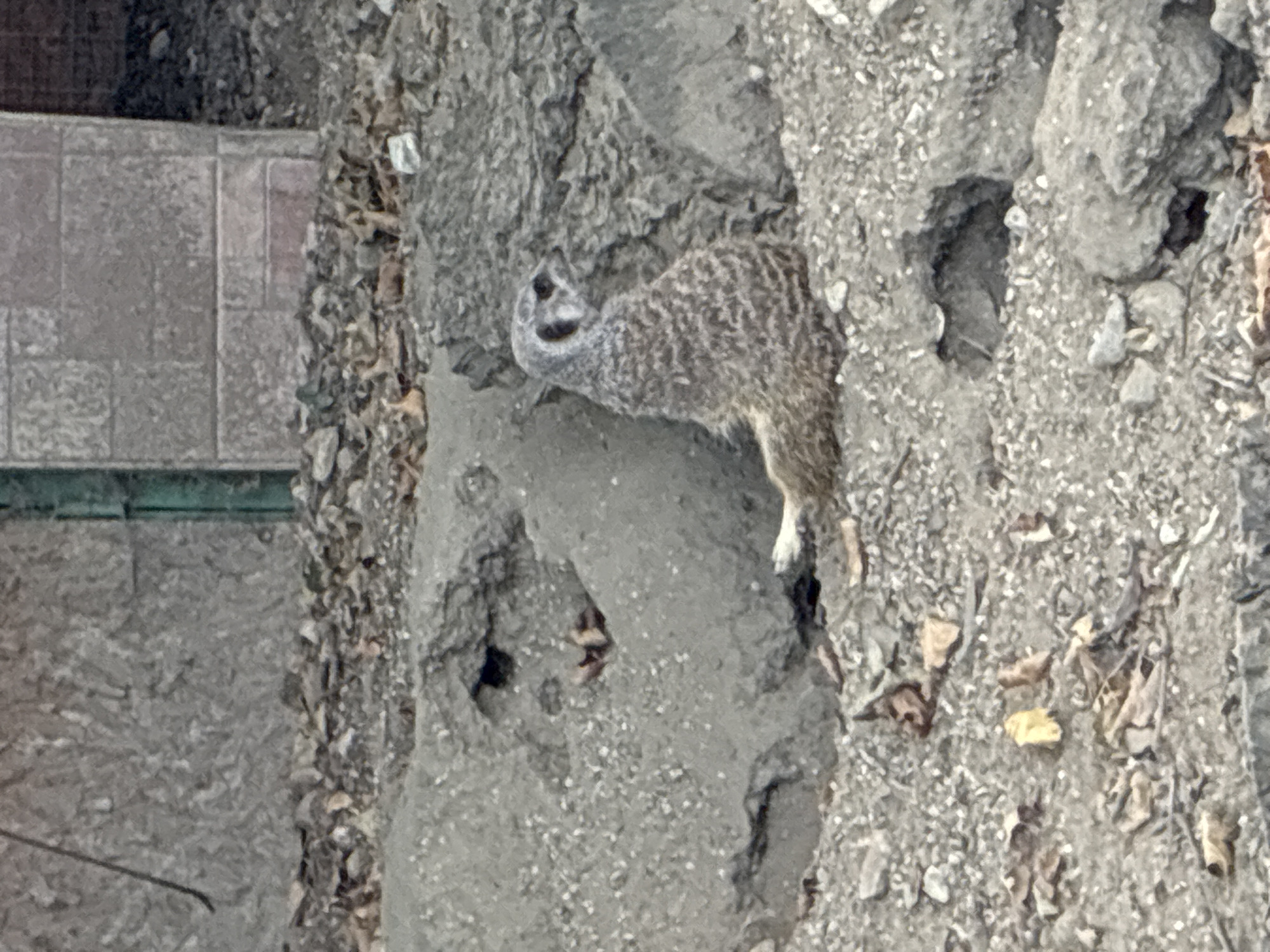 A single meerkat is perched on its haunches, looking to the right, amidst a rocky and gravely terrain. The meerkat is facing away from the camera and is mostly obscured by the environment. The ground is littered with dried leaves and small pebbles. In the background, a rough stone wall with visible mortar lines forms a backdrop, and a green vertical structure is also present. The overall environment suggests an outdoor enclosure, possibly a zoo exhibit. The location is identified as Pazardzhik, Bulgaria.