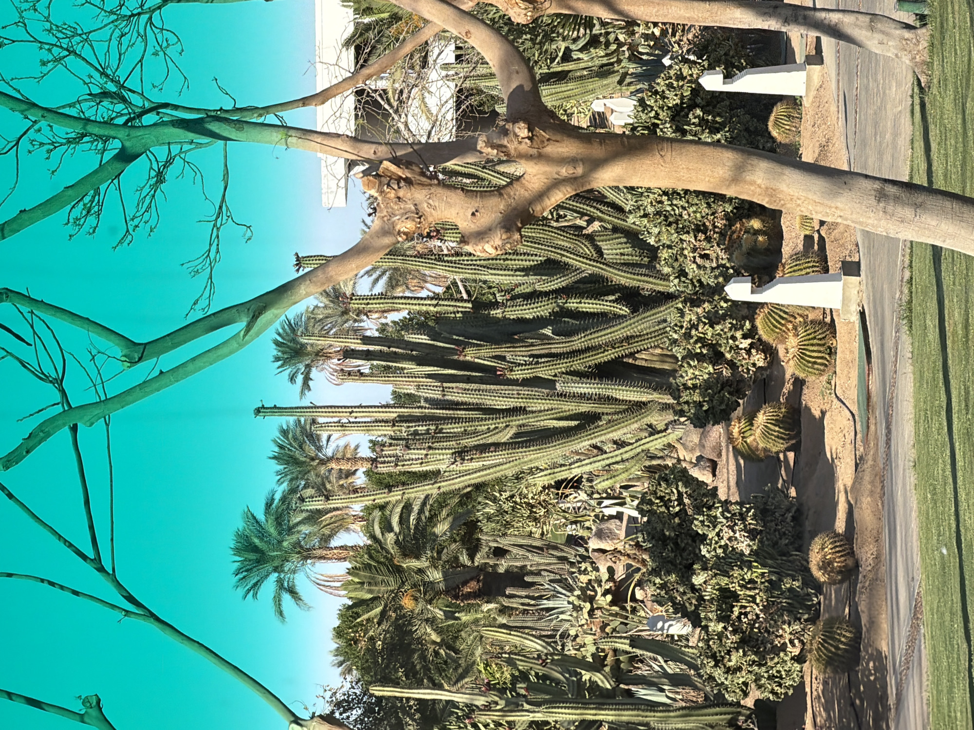 The image depicts a garden landscape in Sharm El Sheikh, Egypt. Tall, columnar cacti and palm trees dominate the scene, interspersed with other desert vegetation. There's a visible pathway with low white markers bordering the garden. Bare branches of deciduous trees frame the view, with a building partially visible in the background. The sky is a clear light blue.