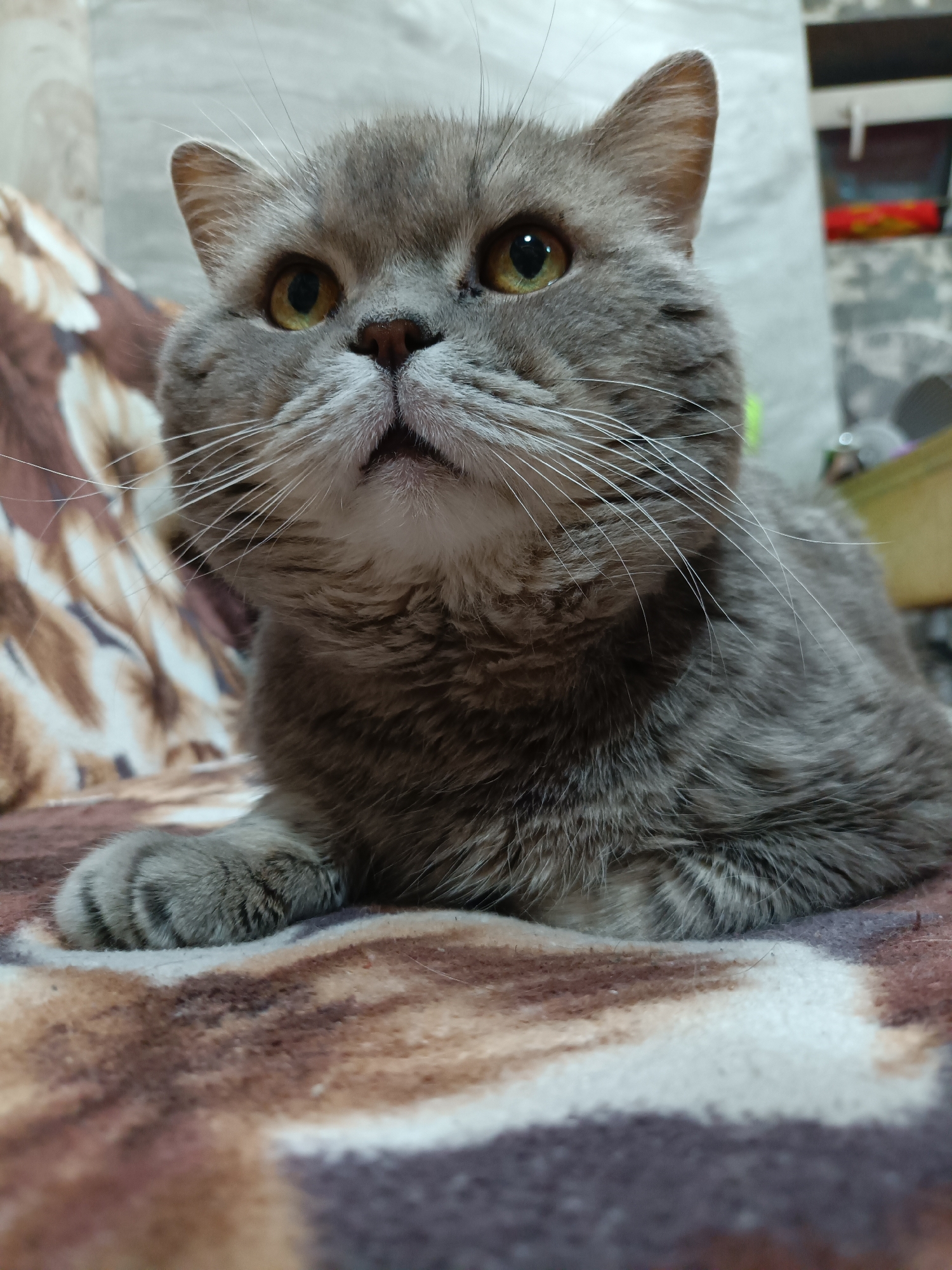 The image shows a close-up of a grey British Shorthair cat resting on a brown and cream patterned blanket. The cat has large, yellow eyes and white whiskers. Its left paw is visible in the foreground. The background is blurred, showing what appears to be an indoor setting with some shelves and objects. The location is not specified in the image or metadata.