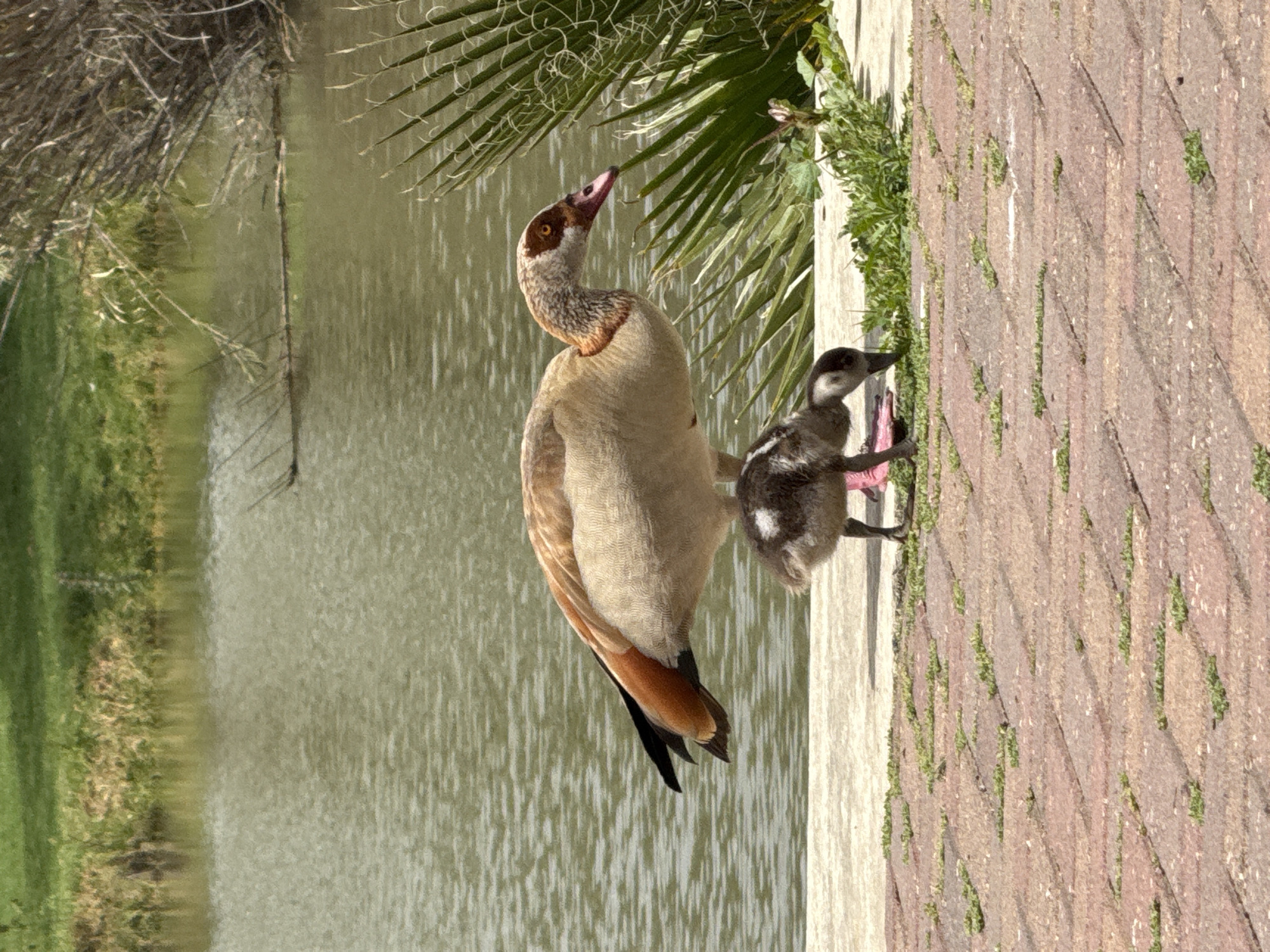 An Egyptian goose stands next to a gosling on a concrete and brick walkway near a body of water. The goose is predominantly tan with brown and black tail feathers, and a brown patch around its eye. The gosling is small and gray with dark spots. A palm tree and some greenery are visible near the birds. The scene appears to be outdoors, potentially near a park or water feature. The image does not inherently indicate it is in Tel-Aviv, Israel, but could be located there based on the species of goose, palm tree and typical cityscape.