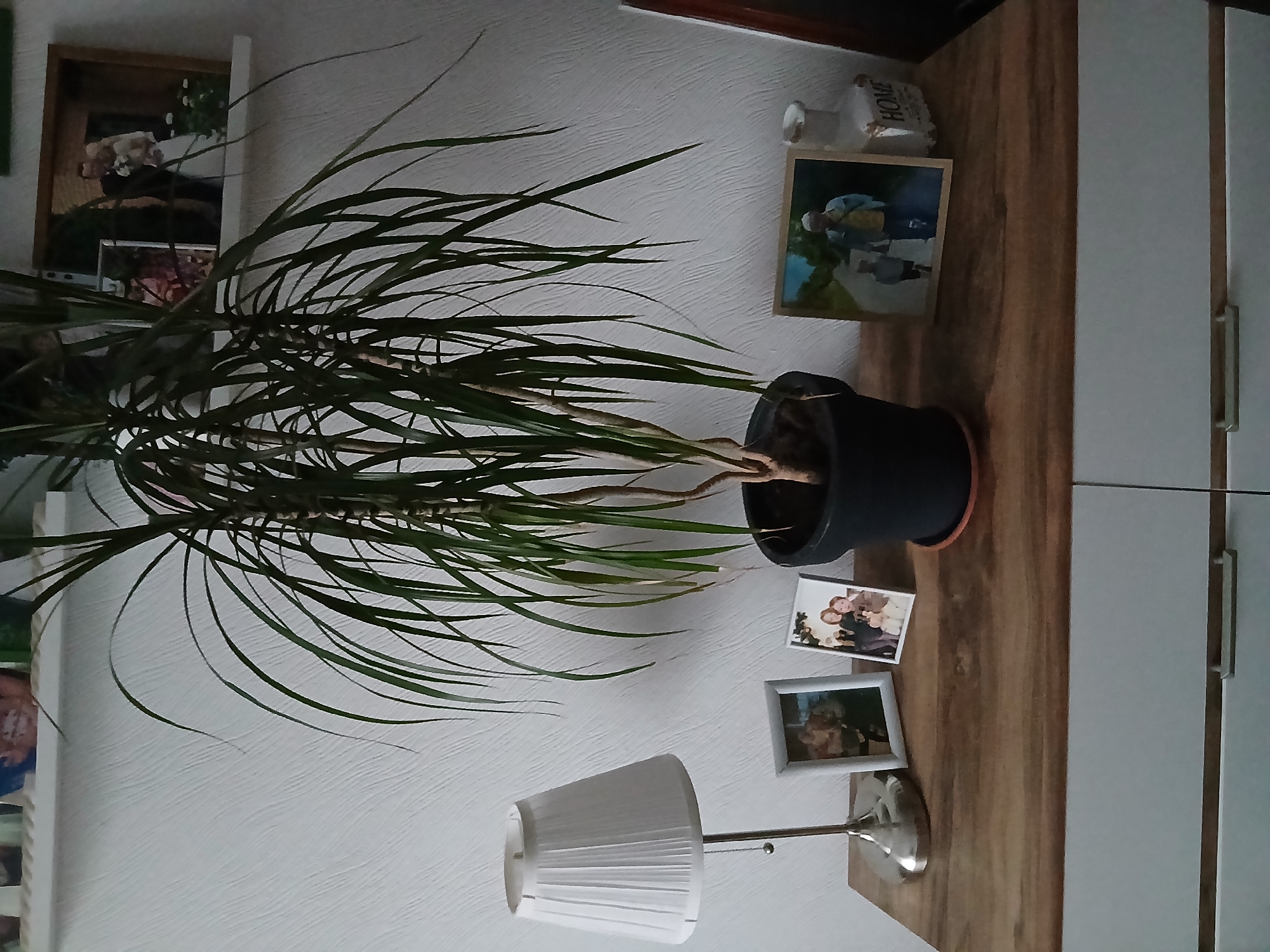 The image shows a wooden dresser with a white top. On the dresser, from left to right, are a silver lamp with a white pleated shade, a framed photograph of two people, a framed photograph of three people, a potted plant with long green leaves in a black pot, a framed photograph of two people walking down a path, and a white decorative vase with the word "HOME" on it. In the background, a white textured wall is visible, with a shelf above holding several framed photographs. The scene is likely an indoor setting in a home in Vita-Poshtova, Ukraine.