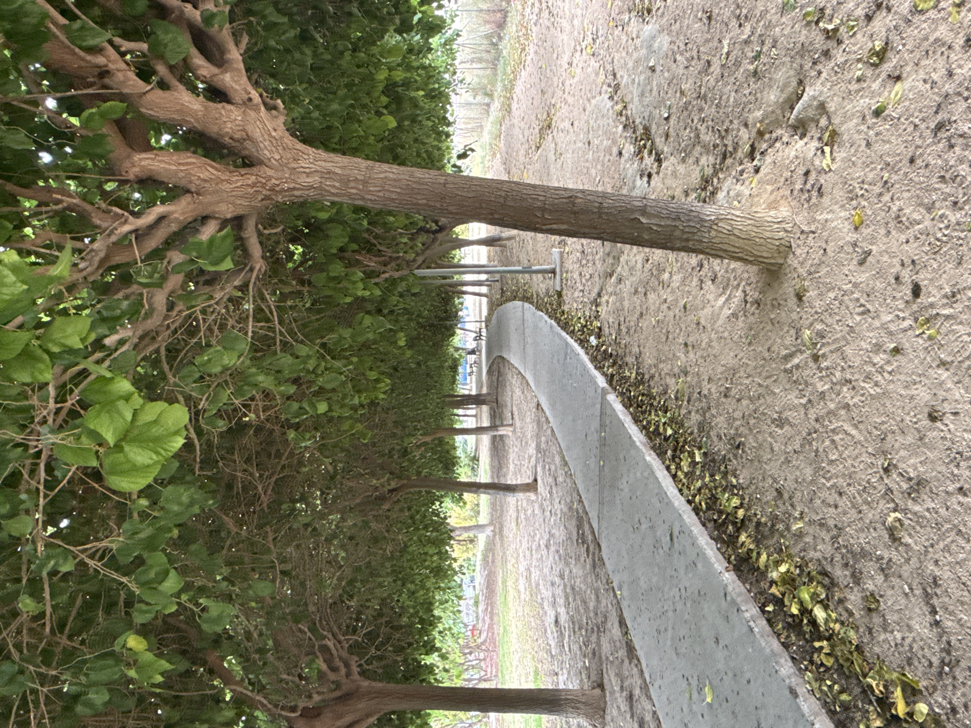 The image depicts a serene outdoor scene, likely a park or a natural area with a tree-lined pathway. A row of mature trees with rough, gnarled brown trunks and vibrant green foliage stands prominently on the left side of the frame. Their branches spread outwards, forming a dense canopy.
To the right of the trees, a light gray concrete pathway or curb curves gently from the foreground into the midground, suggesting a walking path. Adjacent to this path, on the right side of the frame, is an expanse of light brown, dry earth or dirt ground. This ground is sparsely covered with scattered fallen leaves, predominantly yellowish-brown.
The pathway continues to recede into the midground, flanked by additional trees that line its left side. In the background, indistinct greenery and faint shapes, possibly park benches or support poles, are visible further along the path.
The scene is illuminated by soft, diffused light, indicating an overcast day or a time of day like early morning or late afternoon, as there are no harsh shadows. The overall atmosphere conveyed is one of tranquility and natural serenity. There is no visible human activity or text present in the image.