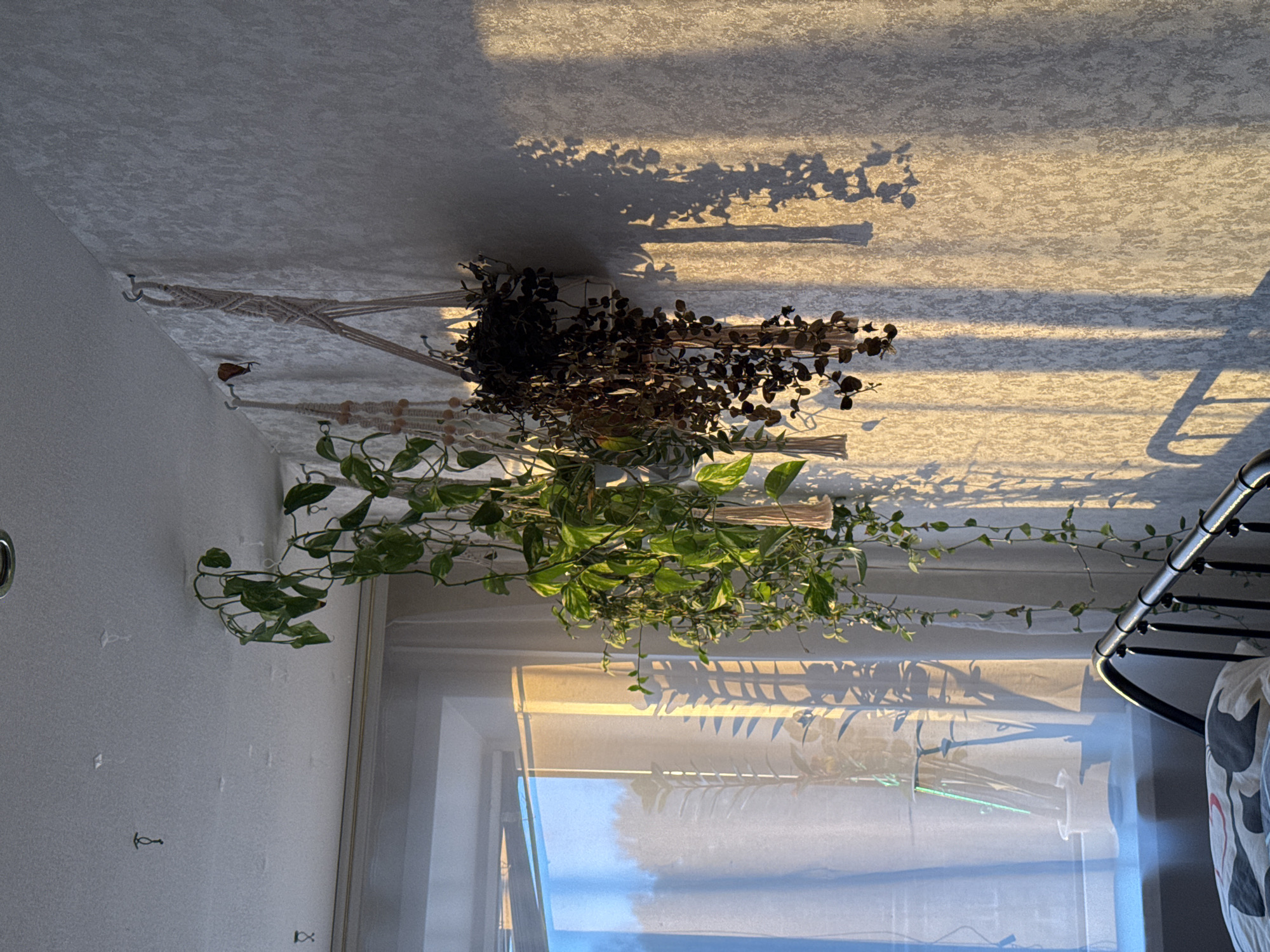 The image shows an indoor scene with a plant hanging from the ceiling near a window. The plant is suspended by a macrame hanger attached to hooks in the ceiling. Part of the plant is green with visible leaves and part is dry. Sunlight is streaming through the window, casting shadows of the plant and other objects onto the ceiling. A corner of a bed or furniture is visible in the lower right of the frame. The window has a sheer curtain. The wall is light-colored with textured plaster. The specific location is unknown.
