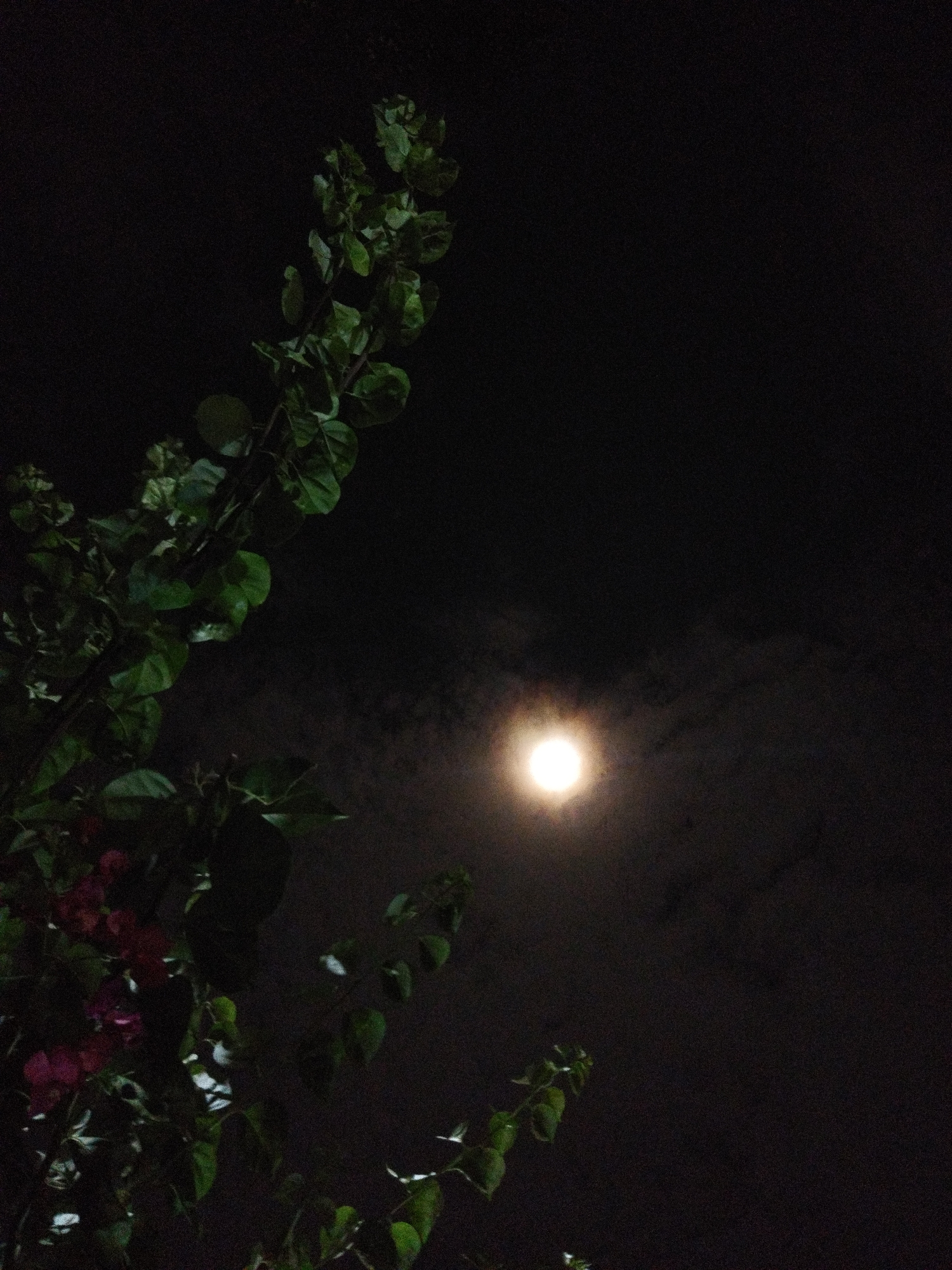 A nighttime shot, likely taken in Tinaquillo, Venezuela, shows a plant with green leaves and several pink flowers in the lower left corner, set against a dark sky. A bright moon appears slightly off-center in the middle of the frame, surrounded by faint clouds. The overall scene is dark, with the moon providing the primary source of light. The plant's leaves are more visible due to the moonlight reflecting off them, creating a contrast with the deep black of the night sky.