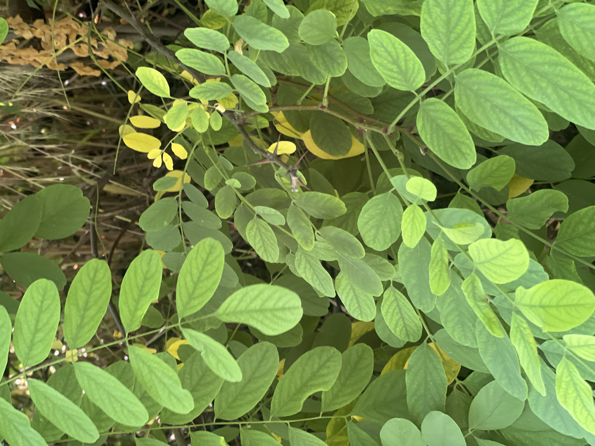 The image shows a close-up view of green leaves on a tree branch, with some yellowing leaves visible in the background. The leaves are oval-shaped and appear to be deciduous. The branch has small thorns. The background is out of focus and shows a mix of dark foliage and dried grass. The image was taken in Bârnova, Romania. There are no people or animals present in the image.