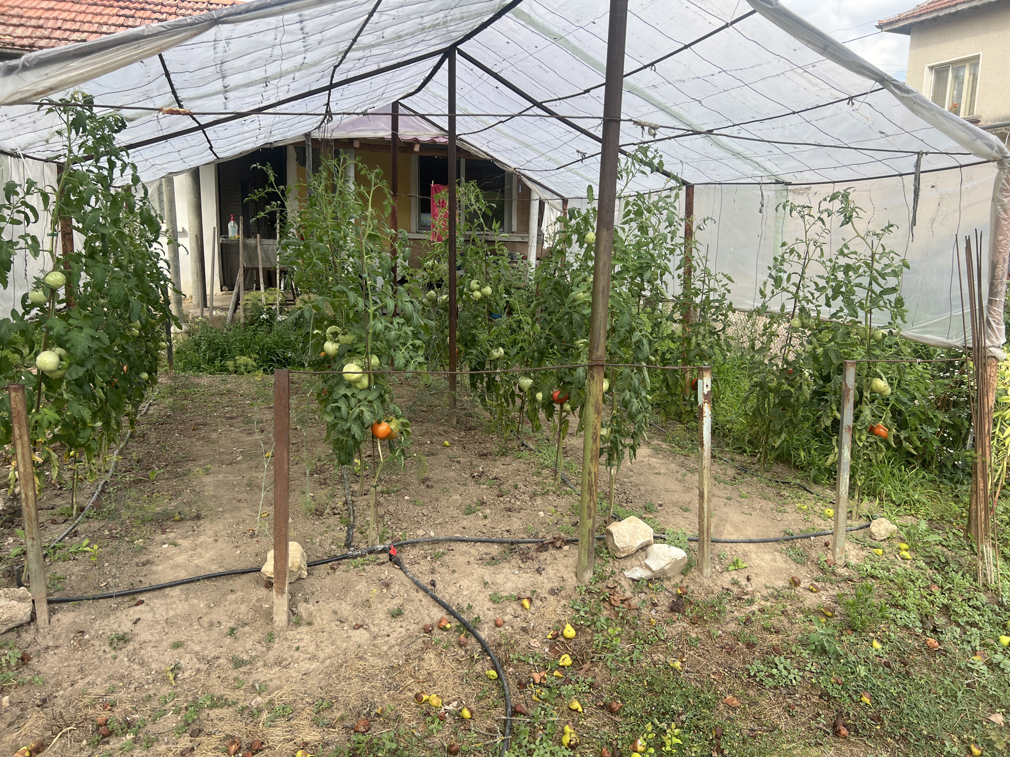 The image shows a greenhouse filled with tomato plants. The greenhouse has a metal frame and is covered with white plastic sheeting. The tomato plants are tall and have many green and some red tomatoes growing on them. There is a path running through the middle of the greenhouse, and the ground is covered with dirt and some fallen leaves and fruit. In the background, there is a building with a red-tiled roof, likely a house. The scene appears to be in a rural or semi-rural setting. There are no people visible in the image.