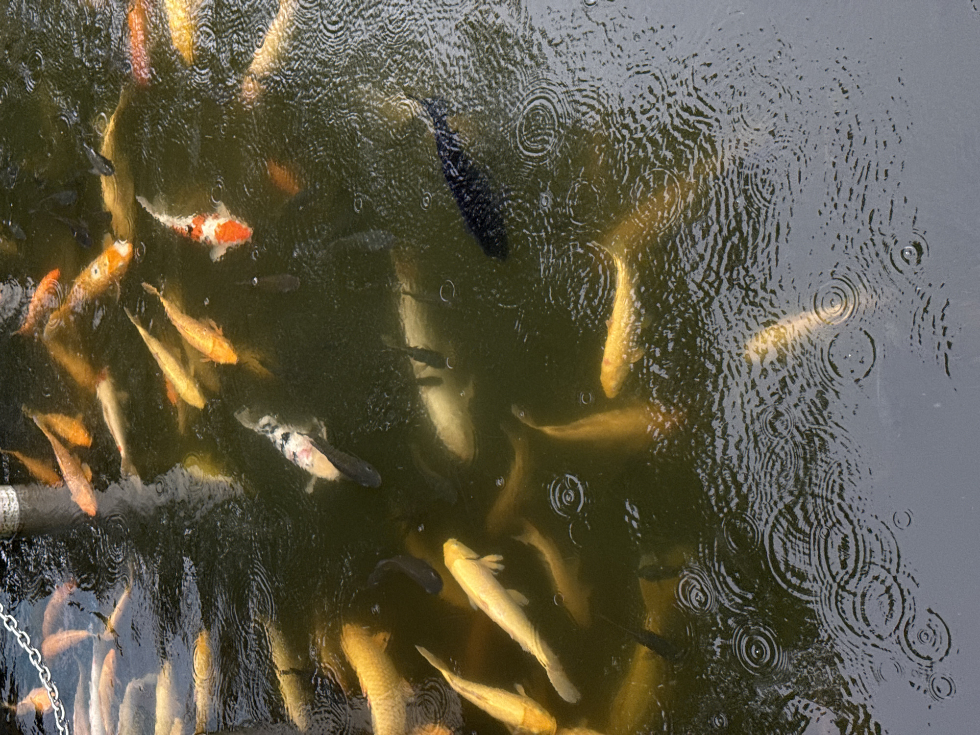 The image shows a school of koi fish swimming in a pond in Nanshan District, China. The water is dark green and rippled, with several raindrops visible on the surface. The fish are of various colors, including orange, white, black, and yellow. Some of the fish are swimming towards the camera, while others are swimming away. The overall impression is one of a peaceful and serene scene.