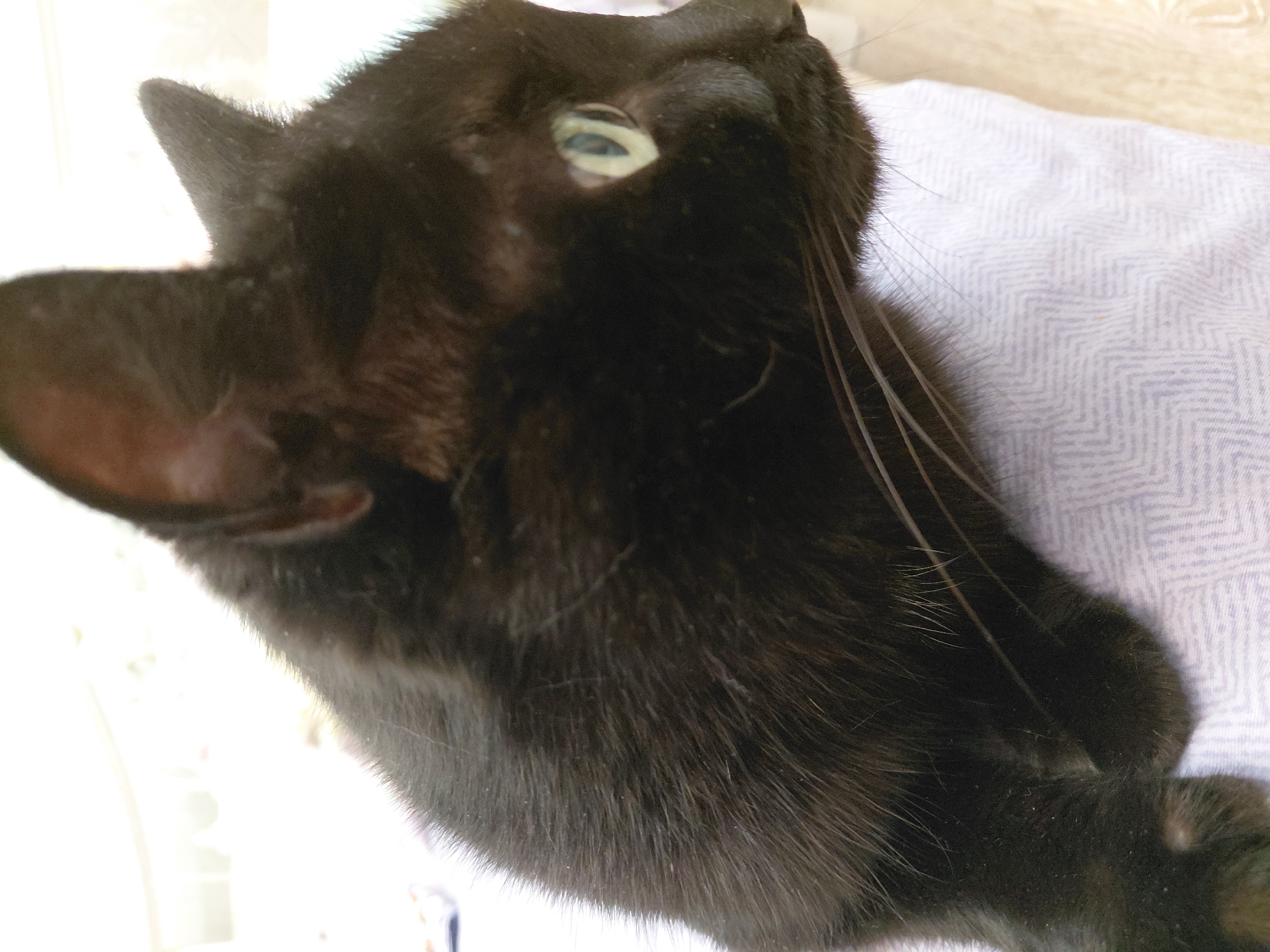 A black cat with light green eyes is shown in a close-up, side profile view. The cat is resting on a textured, light-colored surface, possibly a blanket. The background is bright and out of focus, suggesting it is lit by natural light. There is no indication of the city of Volgograd, Russia, in this image.