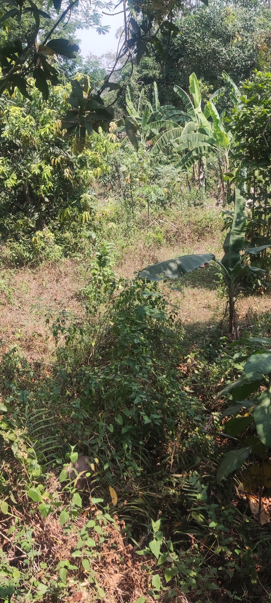 The image captures a dense, overgrown outdoor scene in Panongan Lor, Indonesia, dominated by lush vegetation under a bright sky. The foreground features a variety of green plants and dried foliage, with some darker, larger leaves on the right. In the mid-ground, a large, dark green tarp is spread out on the ground, partially obscured by vegetation. This tarp appears to be laid over a patch of dry, brown earth mixed with grass and smaller plants. In the background, a dense collection of banana trees with their characteristic large leaves is visible, along with other various green trees and foliage. The overall impression is of a natural, somewhat wild environment, possibly a garden or a less-maintained area within a tropical or subtropical setting. There are no people or animals visible in the image.