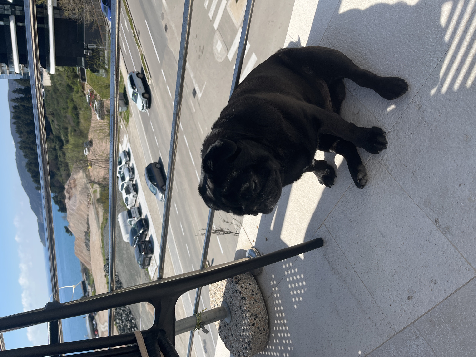 The scene depicts a black pug lying on a tiled balcony in Boreti, Montenegro. The balcony overlooks a road with parked cars and a view of the coastline with a beach and forested mountains. A metal railing runs along the balcony edge, and a chair with a concrete base is visible in the foreground. Sunlight casts shadows on the tiles.