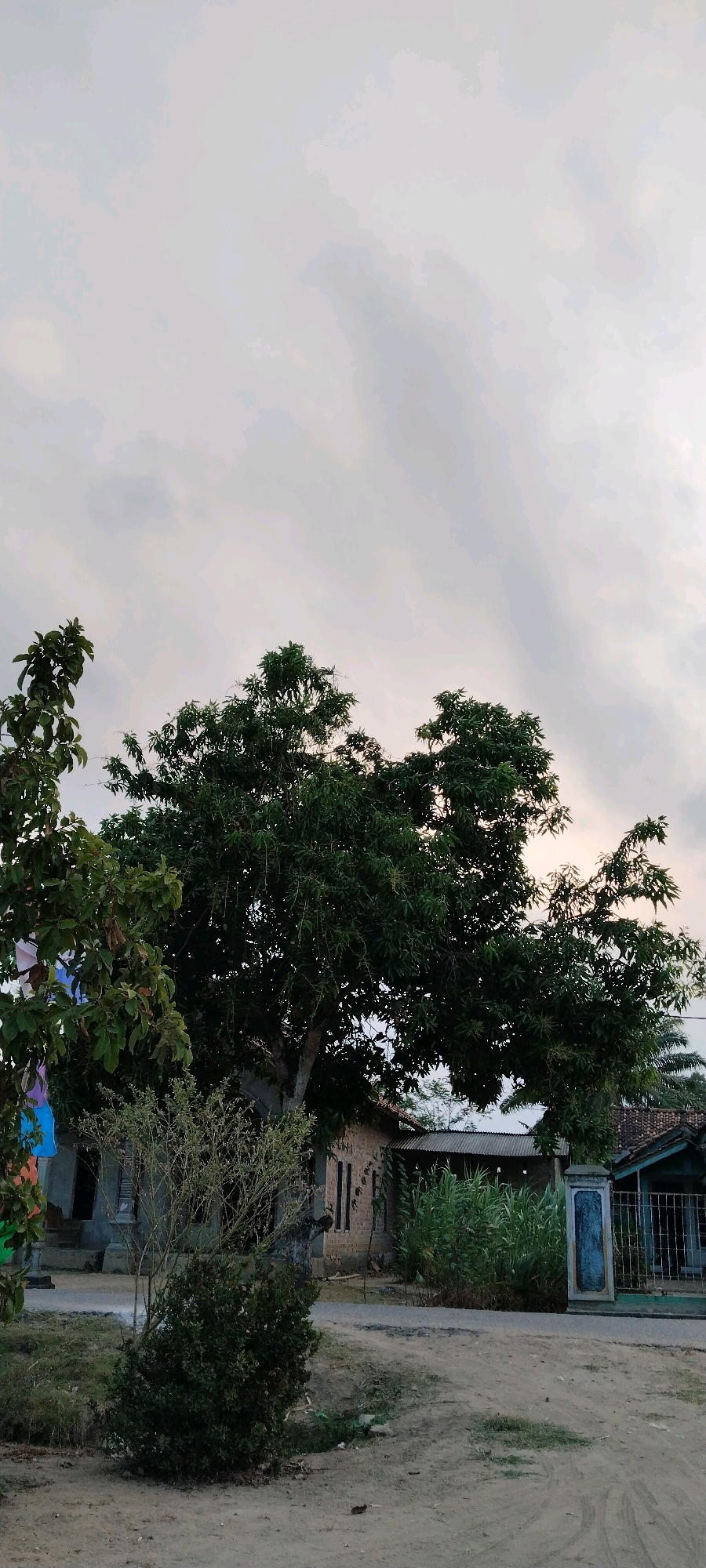 The image captures an outdoor scene at dusk in Tanjung Ratu Ilir, Indonesia, with a focus on vegetation and residential structures. In the foreground, a dirt path leads towards a cluster of homes. Lush green trees dominate the mid-ground, with a large, leafy tree taking center stage, its branches reaching towards the sky. To the left, a smaller tree with lighter green leaves is visible. Behind the trees, several buildings are partially obscured. One building appears to be constructed of brick, with a corrugated metal roof. Another structure to the right features a dark fence and a decorative pillar. Tall green plants, possibly reeds or grass, grow in front of one of the buildings. The sky above is overcast with diffused light, suggesting the setting or rising sun. The overall impression is one of a rural or semi-rural residential area in Indonesia.