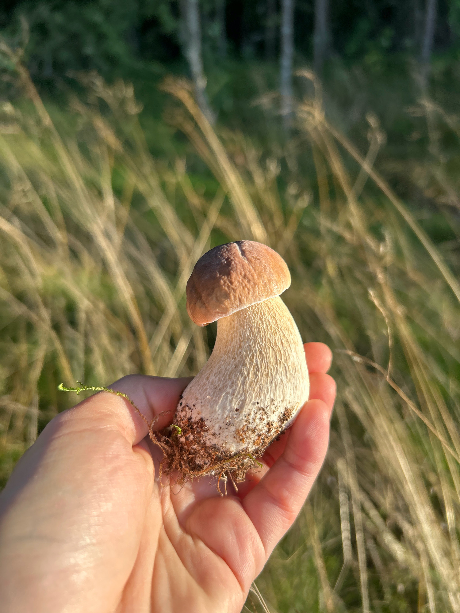 In Shepelyovo, Russia, a person's hand gently holds a single, freshly picked mushroom with a brown cap and a thick, white stem covered in fine, web-like reticulations. The mushroom has a small amount of soil and rootlets clinging to its base. The background is a soft blur of dry, golden grasses and out-of-focus green foliage, suggesting an outdoor setting, likely a meadow or forest edge. The lighting indicates it is daytime, possibly late afternoon, due to the warm, soft light casting a glow on the scene. There is no indication of any urban environment or structures within the frame.