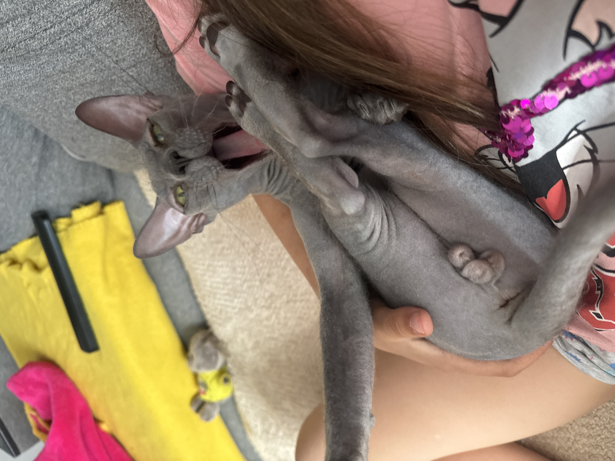 A person is holding a gray hairless cat on their lap. The cat is upside down and its mouth is open. A yellow bag, a pink cloth, and a gray stuffed animal are on the floor next to the person's lap. The location is unknown and cannot be determined from the image.