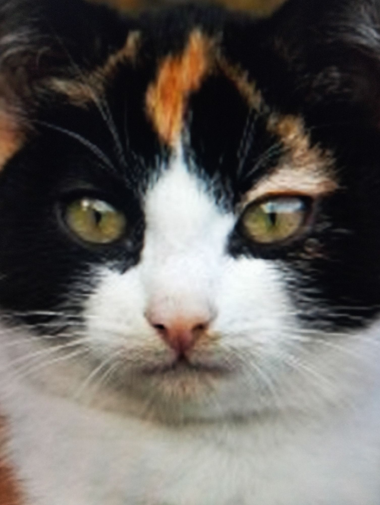 A close-up, head-on, slightly blurry, medium shot of a calico cat's face fills the frame. The cat has large, green eyes with dark pupils, a pink nose, and prominent white whiskers. Its fur is a mix of black, white, and patches of orange and brown. The background is indistinct and appears to be a solid, dark color. There are no other subjects, objects, or environmental details visible that would indicate a specific location in Payagaboh, Indonesia.