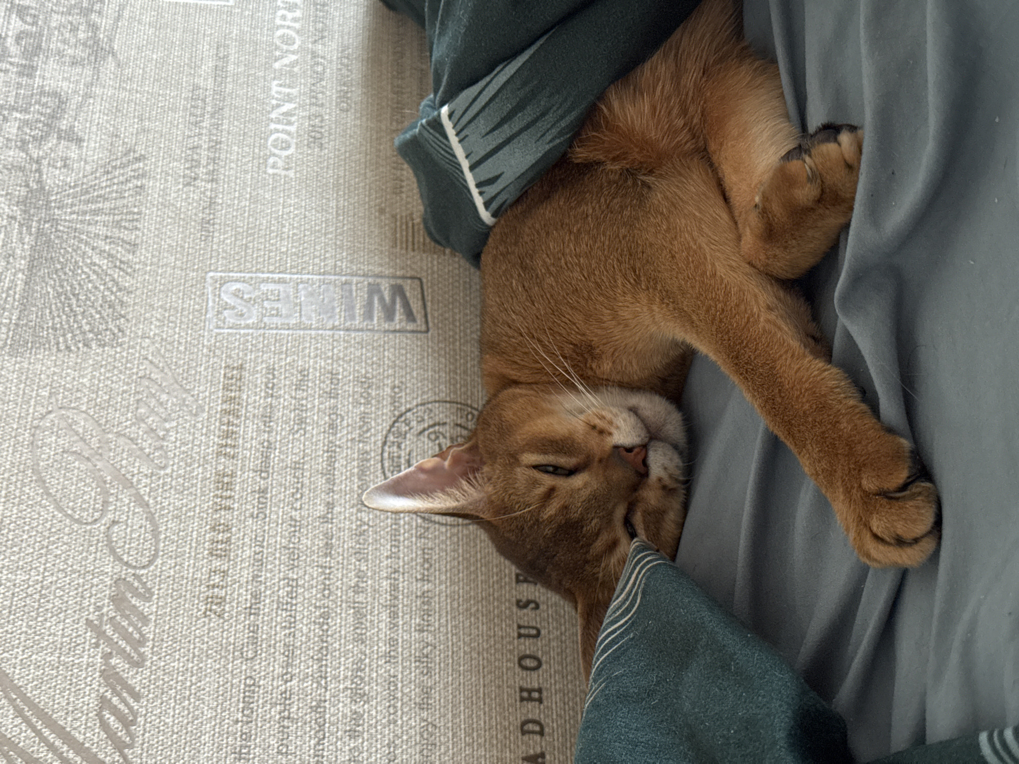 A reddish-brown cat is sleeping on top of a bed with a patterned duvet cover and a blue sheet. The duvet cover has text that includes "Martin B," "2013 Old Vine Zinfandel," "Madhouse," "Wines," and "Point North." The cat is nestled among the sheets and duvet, seemingly asleep and relaxed.