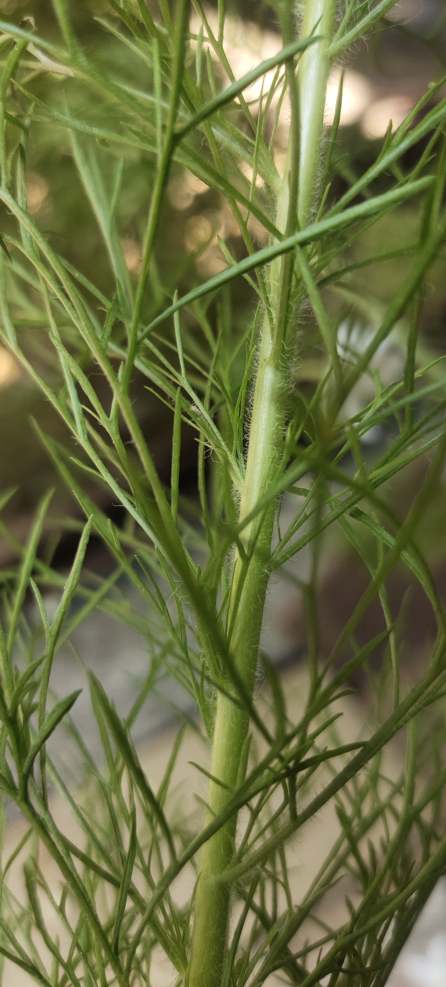 The image is a close-up, vertically oriented photograph of a green plant stem and its delicate, feathery leaves. The stem is central to the frame and appears to be slightly fuzzy, covered in fine, white hairs. It is a vibrant green color, with a ribbed texture visible in places. The leaves are sparse and wispy, branching out from the stem in a feathery pattern. They are a lighter shade of green than the stem and are also very thin and delicate. The background is out of focus, showing a soft blur of lighter and darker green and beige tones, suggesting an outdoor environment with diffused light. There are no people or discernable objects in the image. The image does not provide any information that can be used to determine its location within the city of Manyar, Indonesia.