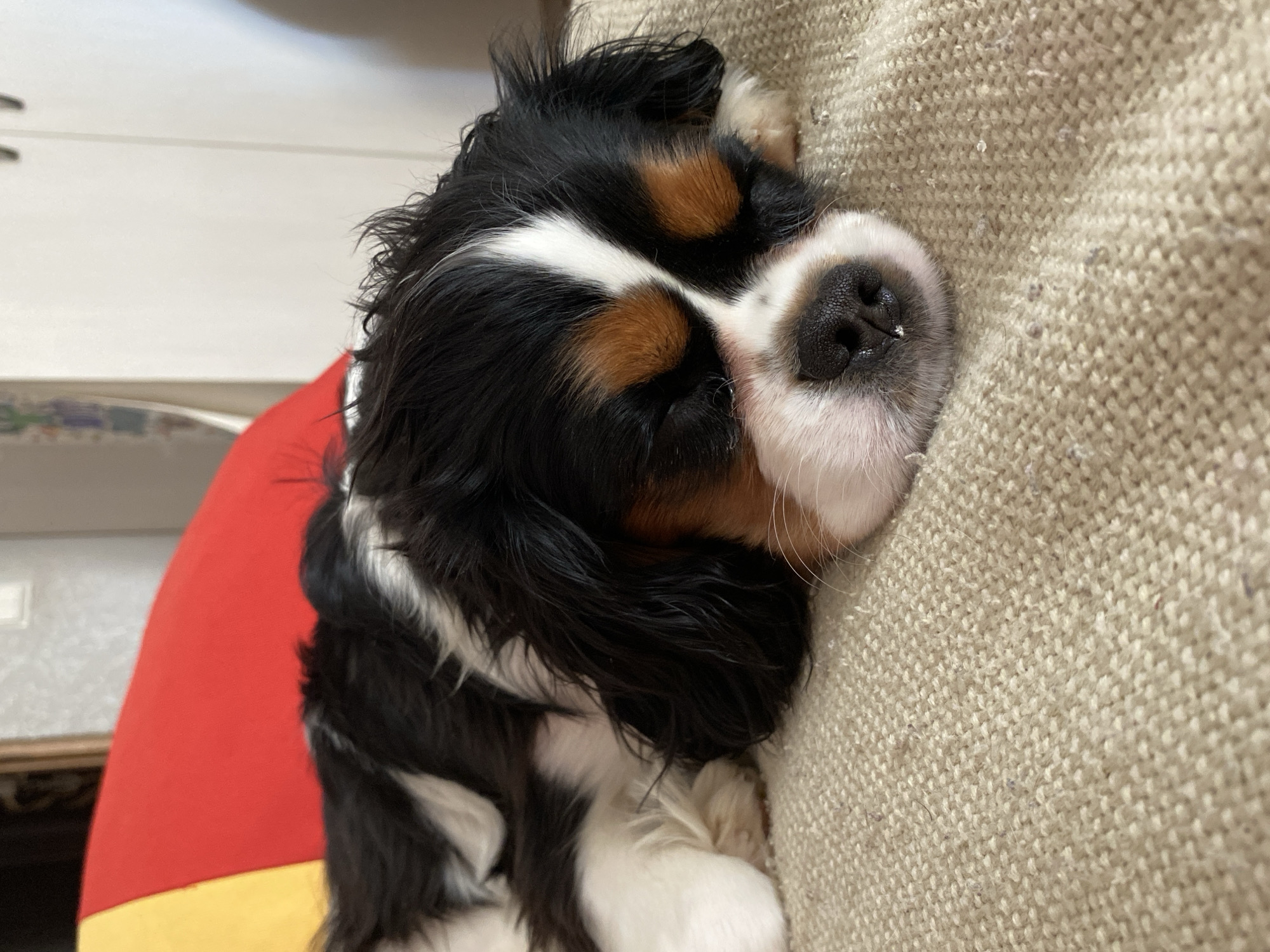 An indoor, eye-level close-up shows a tricolor Cavalier King Charles Spaniel puppy sound asleep. The puppy, primarily black with white markings on its face, chest, and paws, and tan patches above its eyes and on its cheeks, is curled up on a light beige, coarsely woven fabric, likely a couch or bed. Its eyes are closed in peaceful slumber, and its soft, floppy ears are visible against its head. A tiny speck of moisture is visible on its black nose.
On the left side of the frame, a vibrant red and yellow object, possibly a cushion, blanket, or soft toy, peeks out from behind the puppy. The background is softly blurred, revealing a light-colored wall or piece of furniture. The overall scene suggests a quiet, comfortable domestic setting in Votkinsk, Russia, emphasizing the puppy's tranquility. There is no visible text.