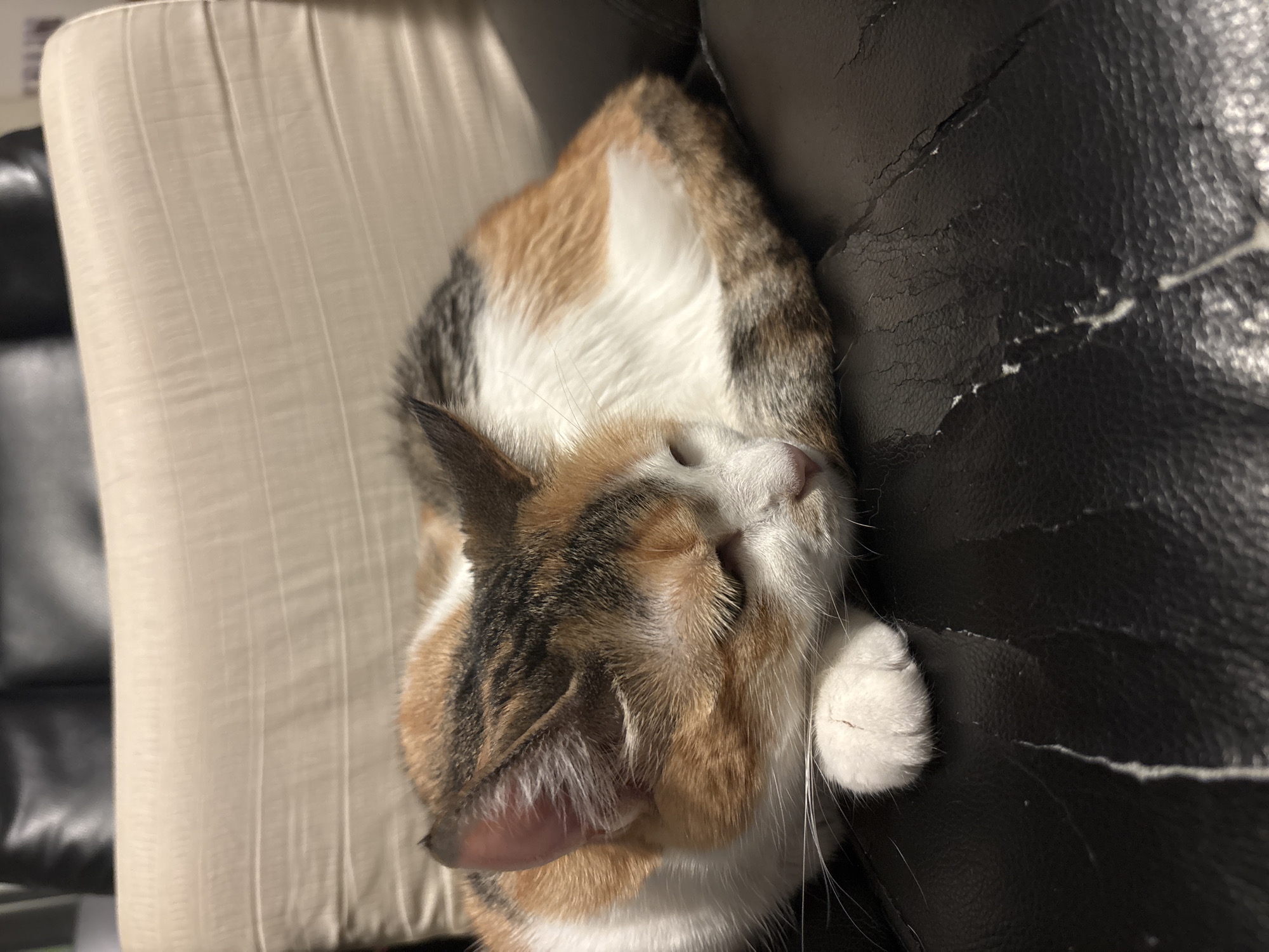 A calico cat is asleep on a black leather sofa. The cat is curled up, with its head resting on its paws. The sofa is slightly worn, with some cracks and creases in the leather. Part of a beige cushion is visible on the left side of the frame. The image doesn't suggest any information relating to Veliko Tarnovo, Bulgaria.