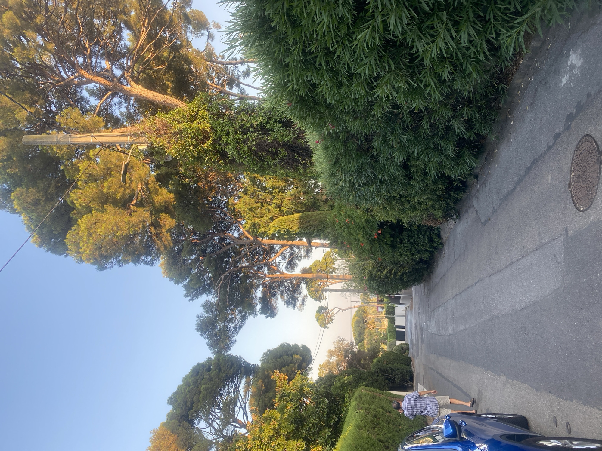 A man wearing a plaid shirt and shorts walks away from the camera down a paved road lined with dense green hedges and tall trees. A blue car is parked on the left side of the road, partially visible. The sky is clear and blue. The scene appears to be in Antibes, France, given the characteristic Mediterranean vegetation and architecture.