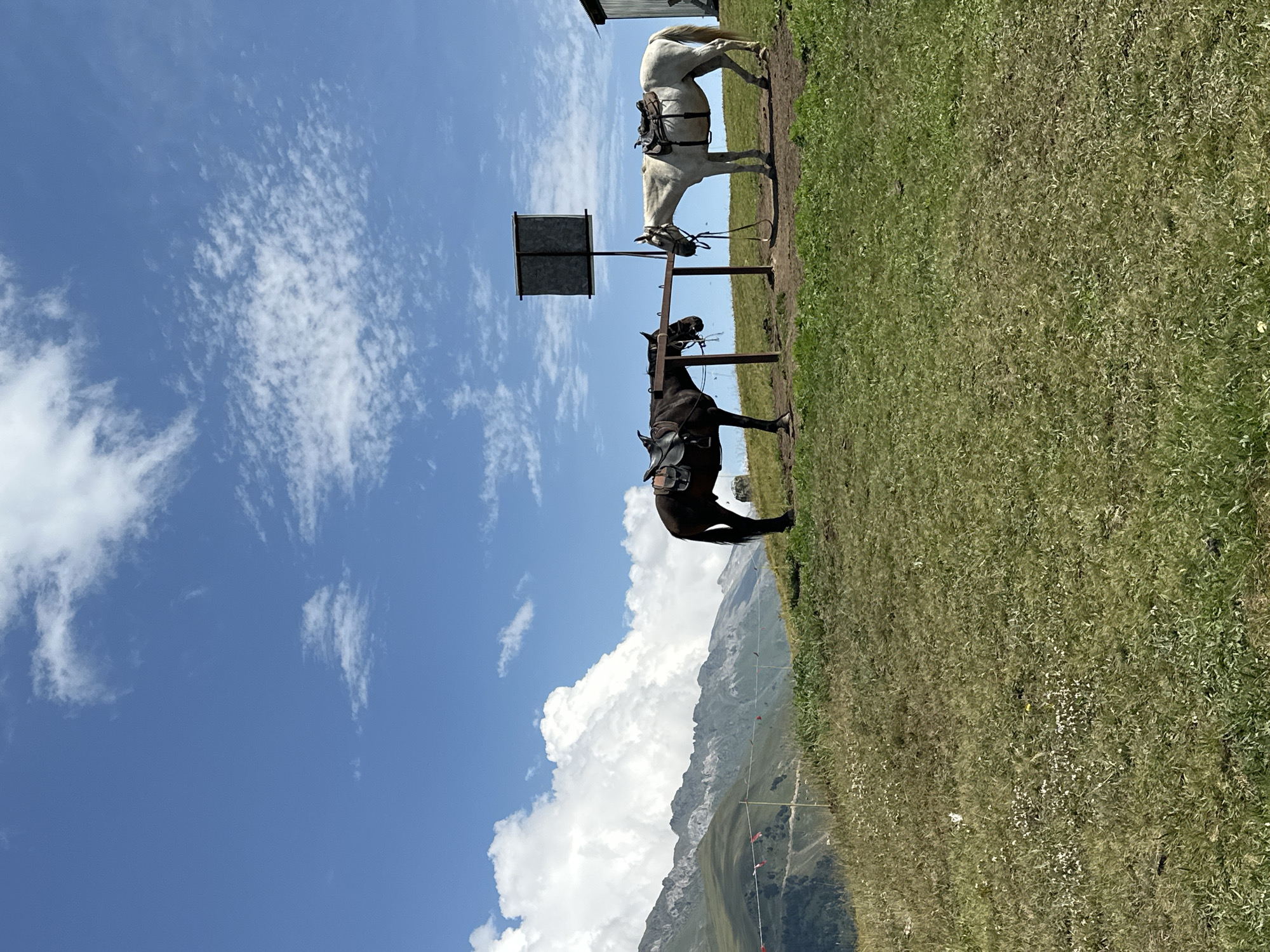 Two horses, one dark brown and one white, are standing on a grassy knoll under a bright blue sky with scattered white clouds. They are saddled and appear to be tied to a metal post with a sign above it. In the background, rugged mountains rise against the sky. The foreground consists of a green, grassy slope with some scattered wildflowers. The scene is set in Lunnaya Polyana, Russia, a location known for its natural beauty and mountainous terrain.