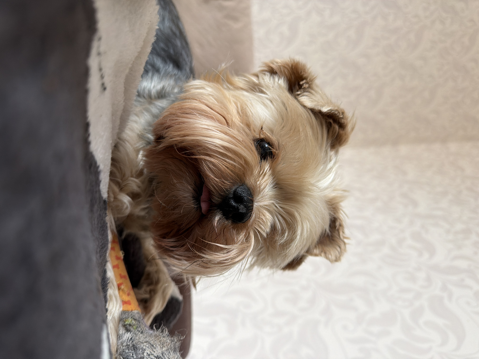 A close-up, slightly skewed, low-angle shot features a Yorkshire Terrier dog. The dog is positioned to the left of the frame, partially obscured by an object, possibly a blanket or cushion, with gray and white hues. The dog's head is turned toward the viewer, with its tongue slightly visible. Its coat is a mix of light brown, tan, and gray tones. The background appears to be a light-colored wall with a subtle, patterned design.
The location in Krasnoyarsk, Russia, is not identifiable from the visual information provided.