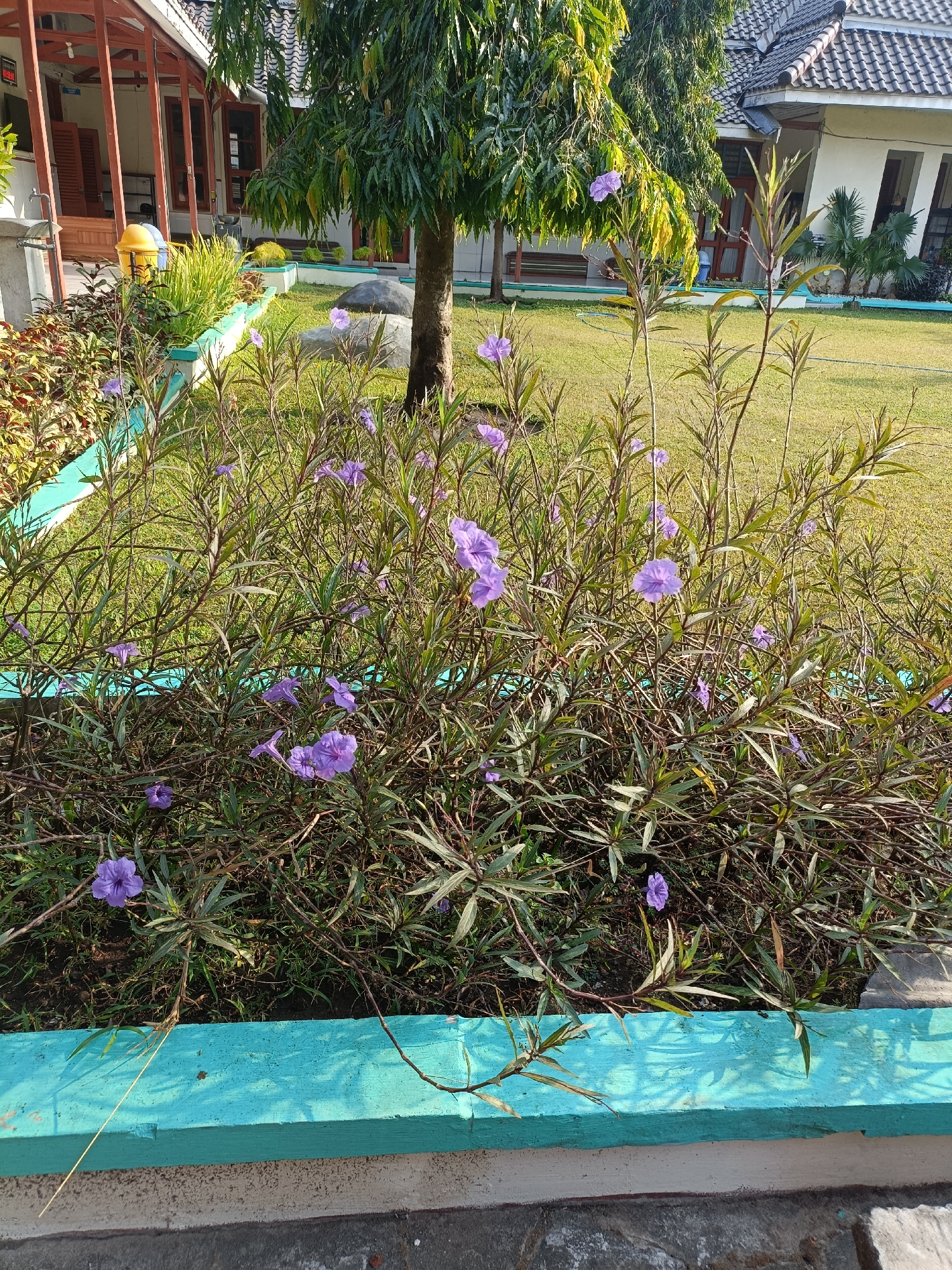 The image depicts a well-maintained garden area in front of a building, likely a public institution or school, in Kediri City, Indonesia. The foreground features a raised planter box with a bright turquoise-painted rim, containing lush green foliage and several small purple flowers in bloom. The plants are characterized by slender stems and narrow leaves. Beyond the planter, a neatly mowed green lawn stretches towards a building with a tiled roof, visible in the background. A mature tree with dense green foliage stands prominently on the right side of the frame, casting shadows on the lawn. To the left of the tree, part of a covered walkway with wooden pillars and shutters is visible, suggesting an outdoor seating or passage area. A yellow trash bin is also visible near the walkway. The overall scene is one of a serene and orderly outdoor environment, likely bathed in natural sunlight. No people are visible in the frame, focusing the attention solely on the landscape and architecture.