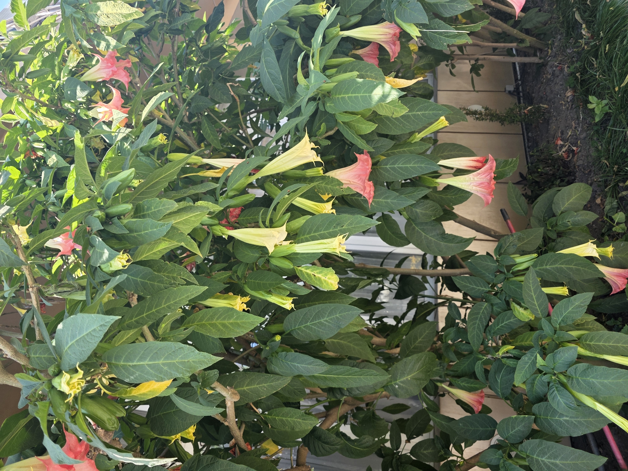 This image depicts a flowering Brugmansia, commonly known as Angel's Trumpet, in a garden setting. The plant is characterized by its large, trumpet-shaped flowers, which are a mix of pale yellow and pink. The foliage is dense and green, with some leaves showing signs of yellowing, possibly due to age or environmental conditions. Several buds are also visible on the plant. The background includes hints of a building structure and possibly a fence. The scene appears to be outdoors, under natural light, suggesting it could be a residential garden or a public park in a mild climate. The location is described as Sochi, Russia.