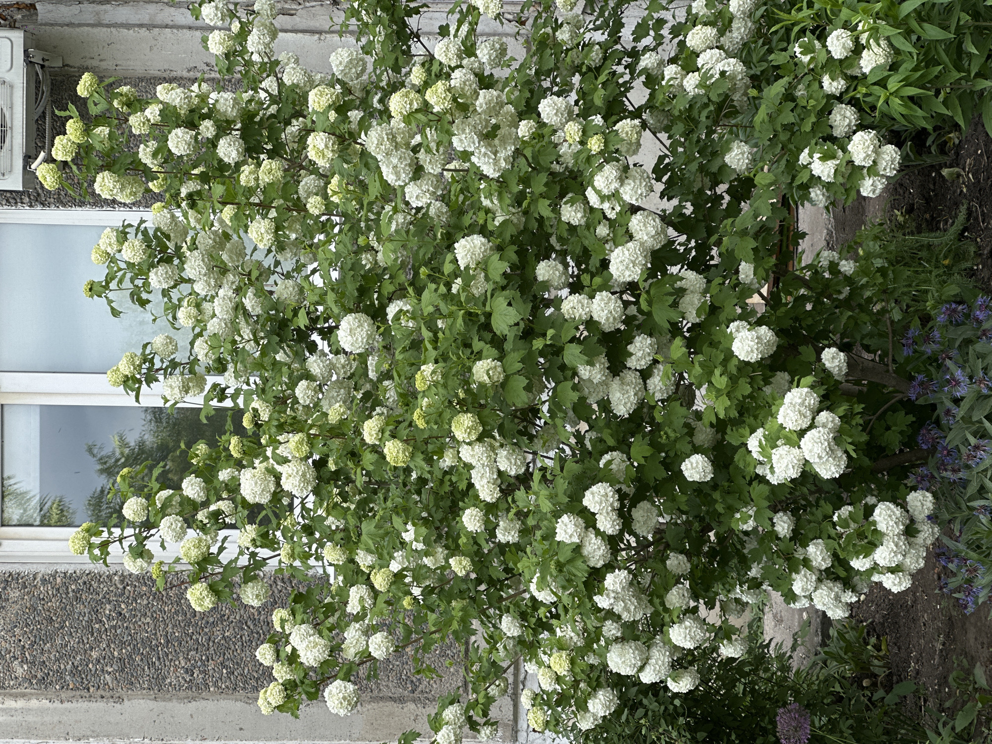 The image depicts a flowering shrub in front of a building in Biysk, Russia. The shrub is densely covered in white, ball-shaped flower clusters. The building has a gray exterior with exposed aggregate and a white-framed window. An air conditioning unit is mounted on the wall next to the window. The scene is lit by natural light, suggesting it is daytime. The plants on the right edge of the image have purple and green foliage. The image seems to have been taken from ground level, looking up slightly at the shrub and building. There are no people visible in the image.