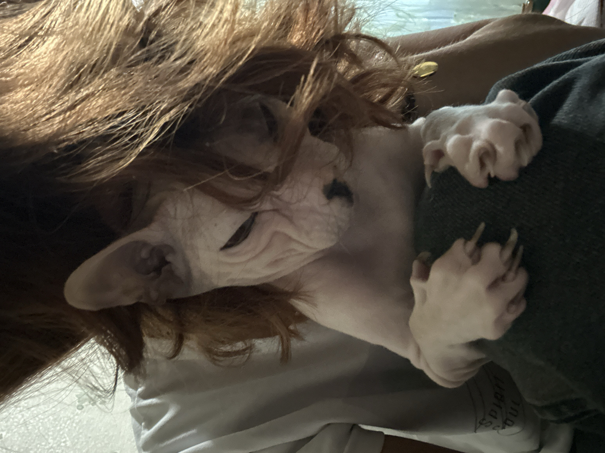 A Sphynx cat is being held by a person with long, reddish-brown hair that partially obscures the cat's face. The cat is looking down with its eyes closed. The person is wearing a white t-shirt. The background shows a light-colored textured wall and a window with a light-colored curtain. There is no information in the image to suggest a location in Togliatti, Russia.